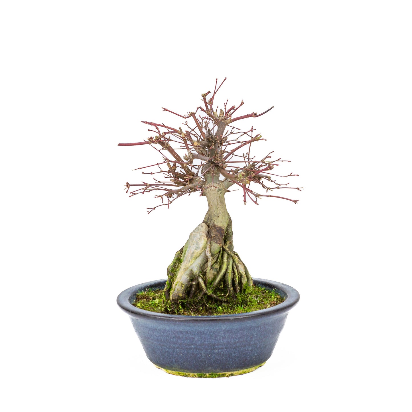 Buiten Bonsai Acer palmatum 'Deshojo' blauwe ronde pot 20 cm, hoogte ~31cm