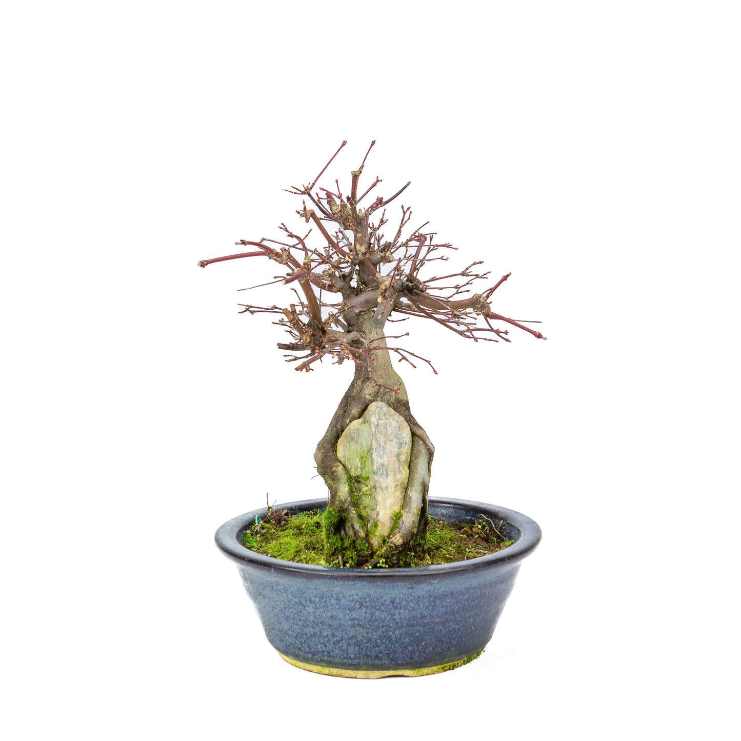 Buiten Bonsai Acer palmatum 'Deshojo' blauwe ronde pot 20 cm, hoogte ~31cm