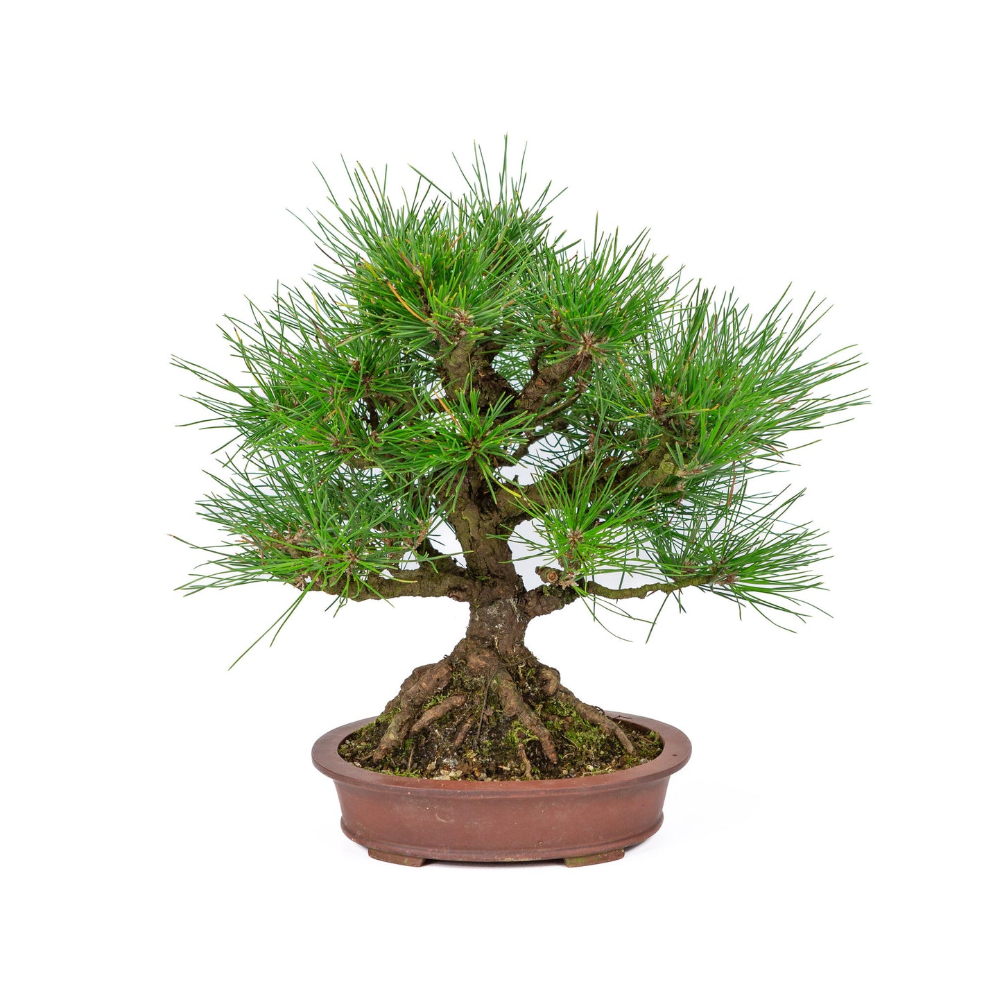Buiten Bonsai Pinus thunbergii ongeglazuurde ovale pot 19cm, hoogte ~30cm 