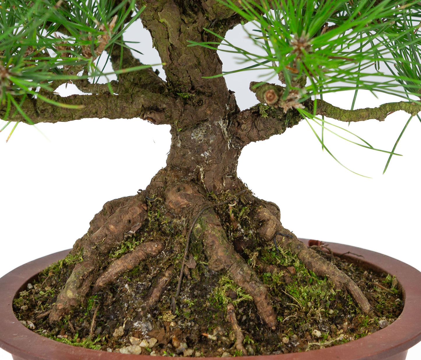 Buiten Bonsai Pinus thunbergii ongeglazuurde ovale pot 19cm, hoogte ~30cm 