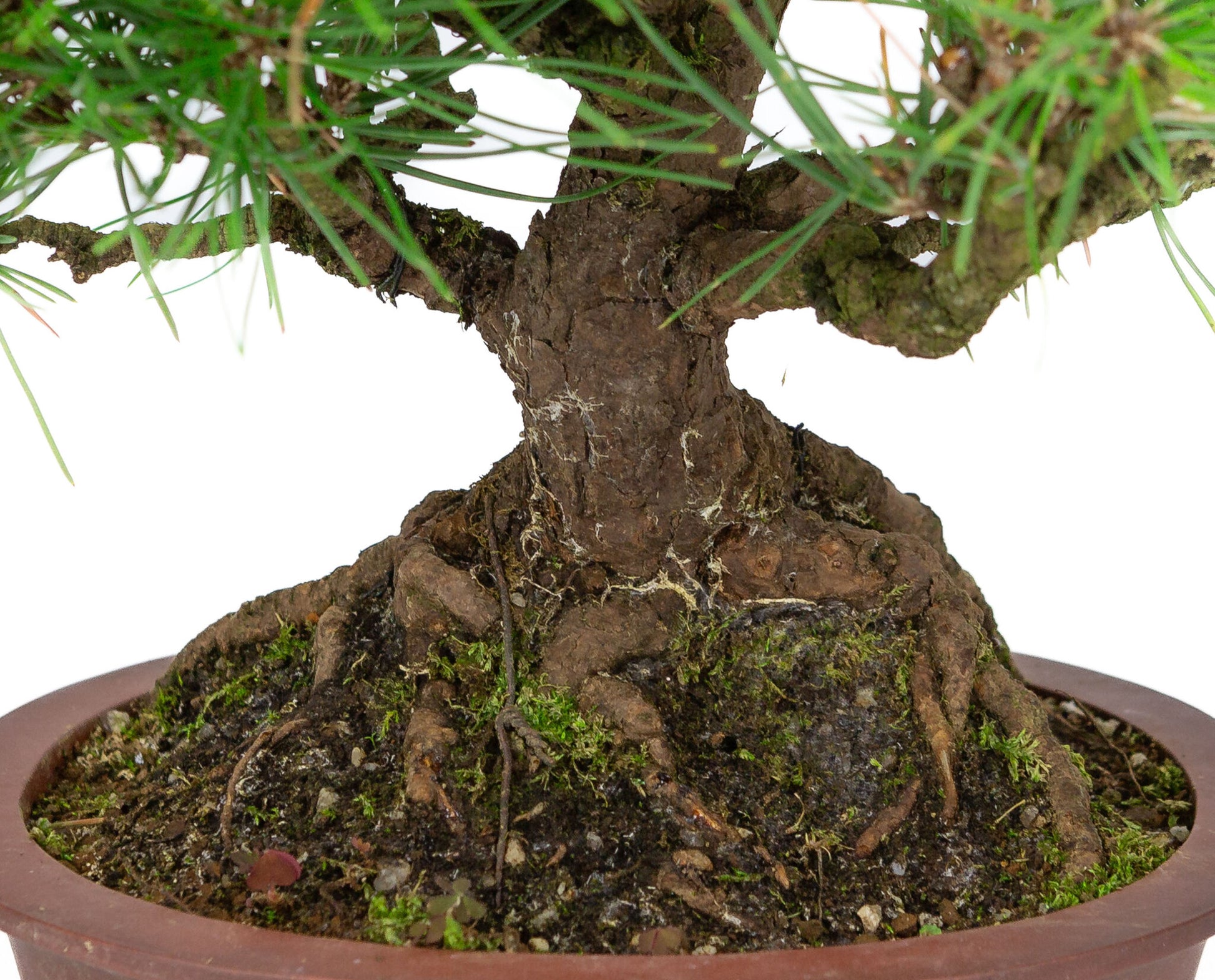 Buiten Bonsai Pinus thunbergii ongeglazuurde ovale pot 19cm, hoogte ~30cm 