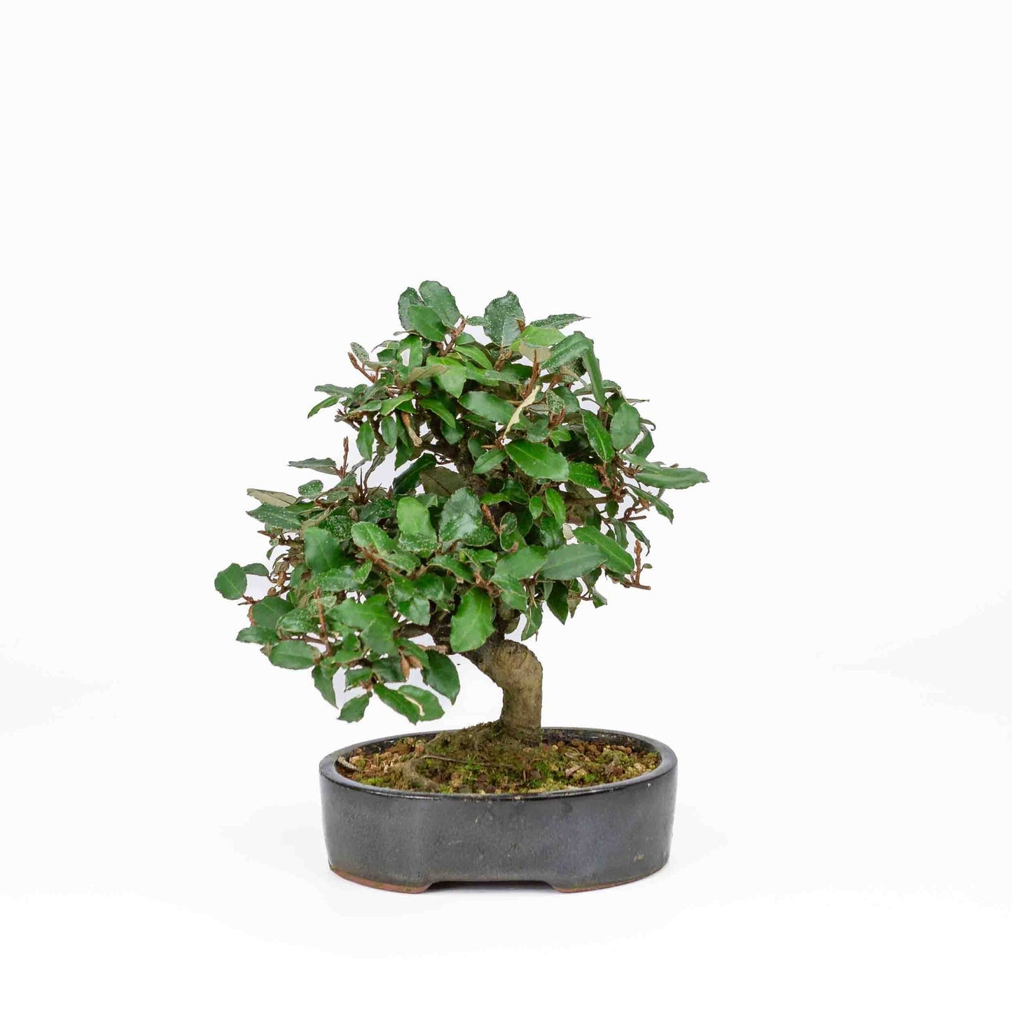 Buiten Bonsai Elaeagnus pungens donker blauwe ovale pot 15cm, hoogte 24cm