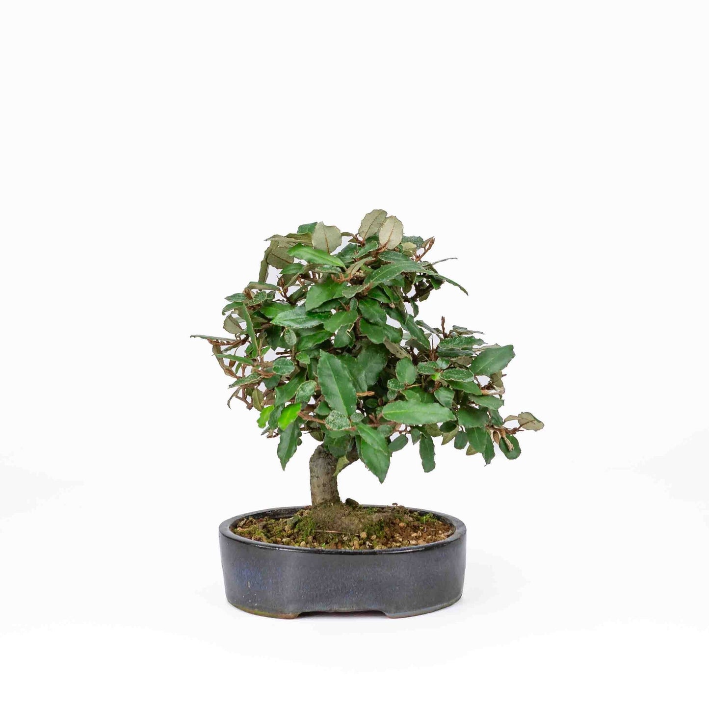 Buiten Bonsai Elaeagnus pungens donker blauwe ovale pot 15cm, hoogte 24cm