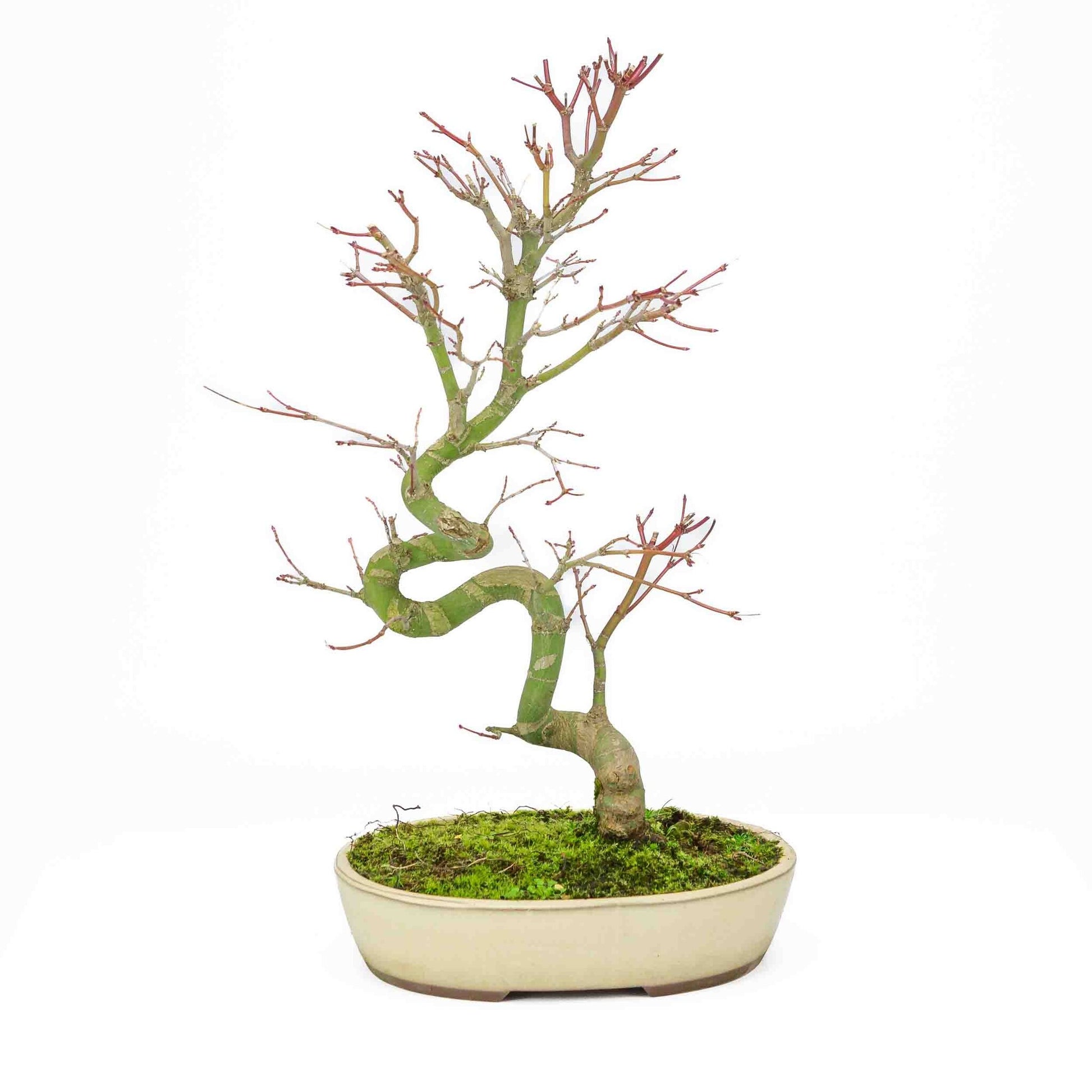 Buiten Bonsai Acer palmatum creme ovale pot 20cm, hoogte ~ 40cm
