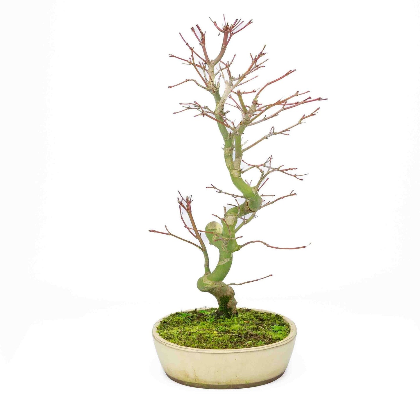 Buiten Bonsai Acer palmatum creme ovale pot 20cm, hoogte ~ 40cm