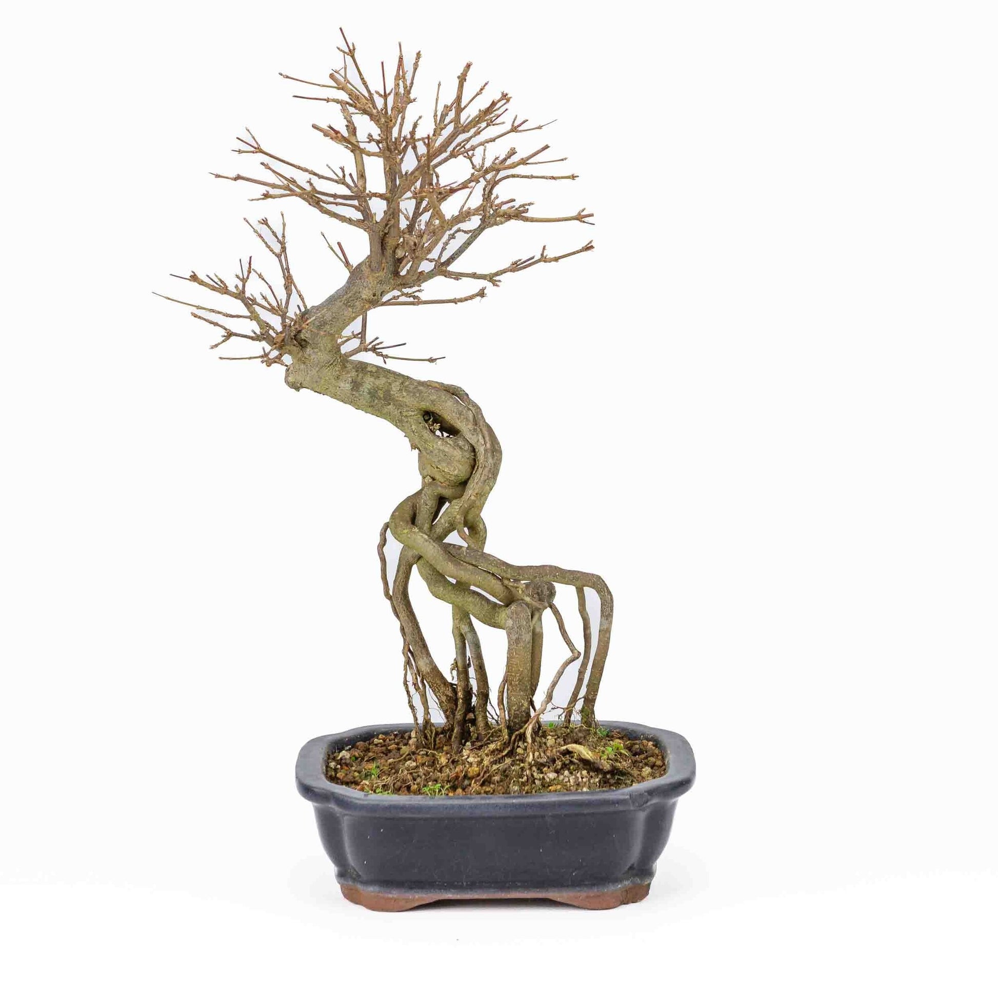 Buiten Bonsai Acer buergerianum blauwe rechthoekige Mokko pot 19cm, hoogte ~40cm