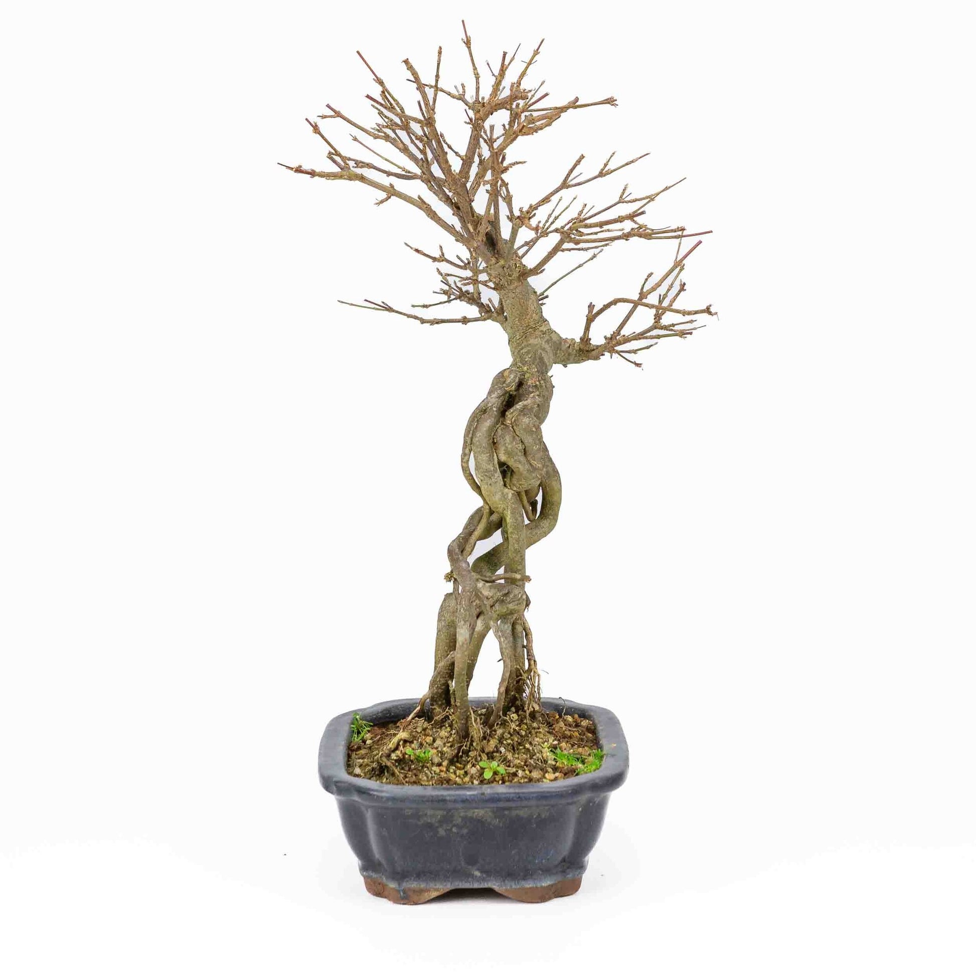 Buiten Bonsai Acer buergerianum blauwe rechthoekige Mokko pot 19cm, hoogte ~40cm