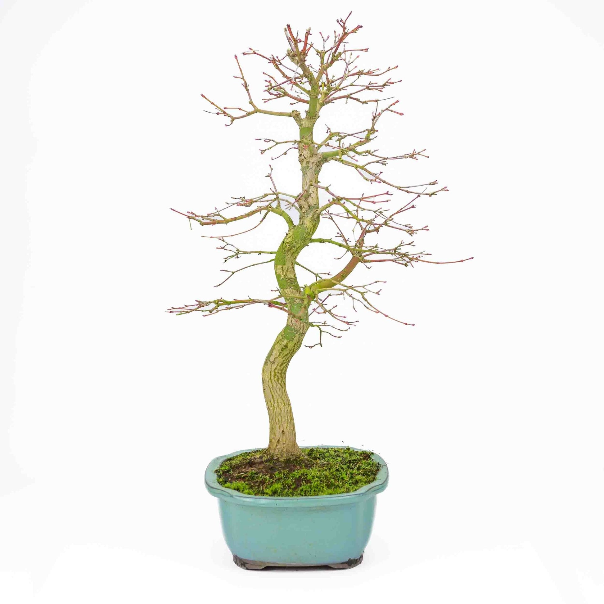 Buiten Bonsai Acer palmatum turquoise Mokko pot 24 cm, hoogte ~55cm