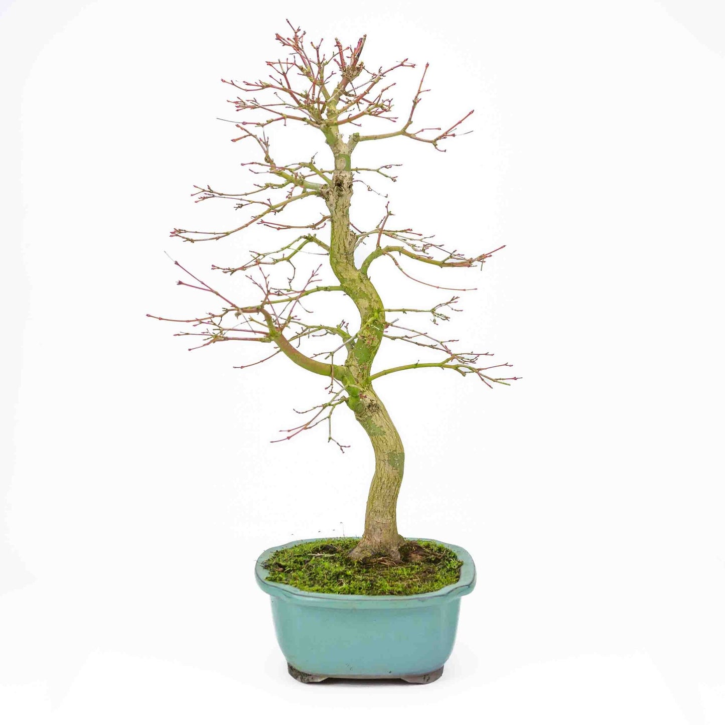 Buiten Bonsai Acer palmatum turquoise Mokko pot 24 cm, hoogte ~55cm