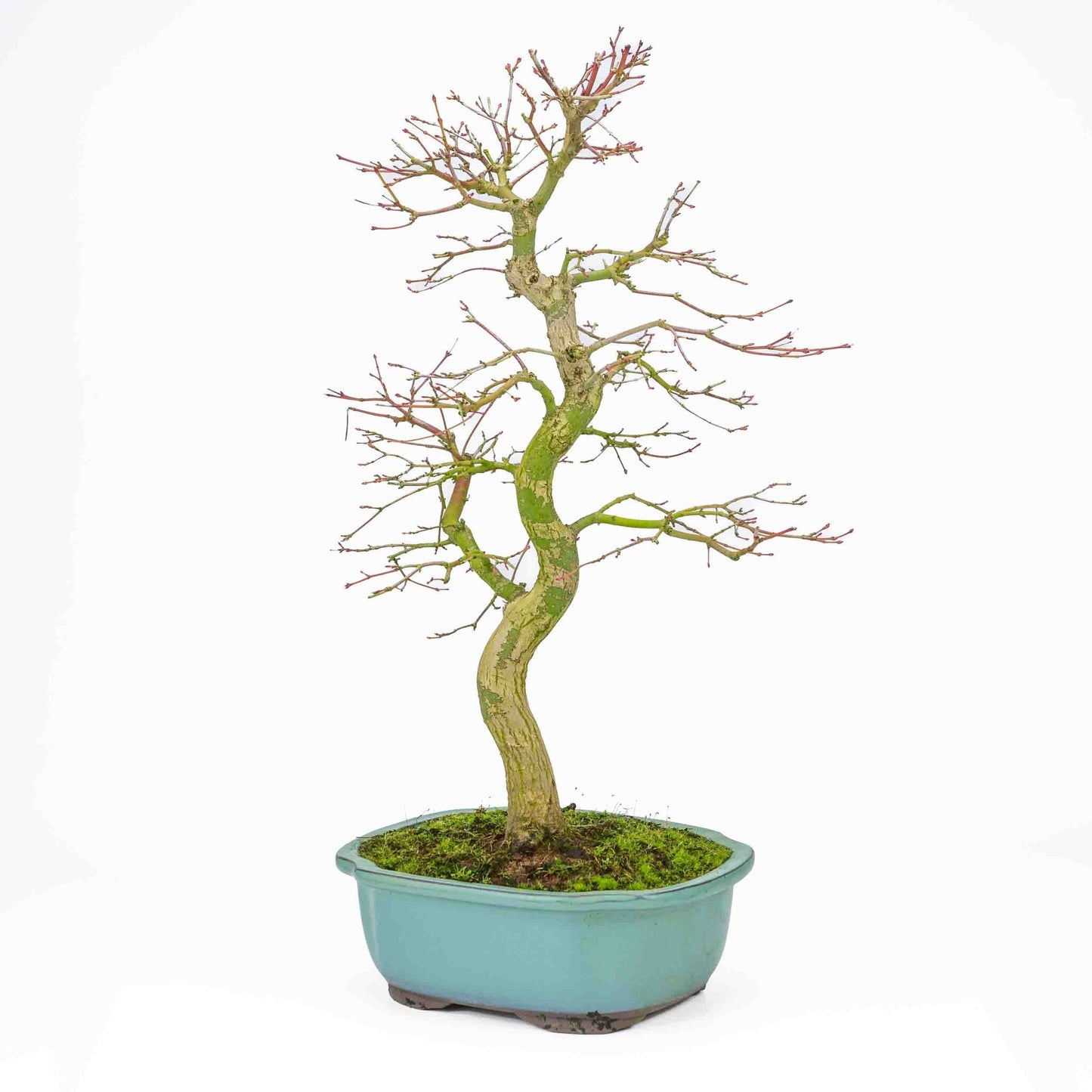 Buiten Bonsai Acer palmatum turquoise Mokko pot 24 cm, hoogte ~55cm