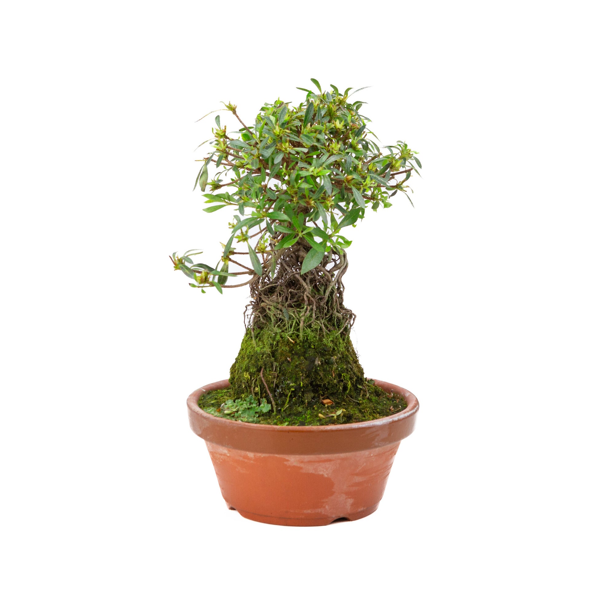 Buiten Bonsai Rhododendron indicum ''Shorin' terracotta pot 19cm, hoogte ~35cm 