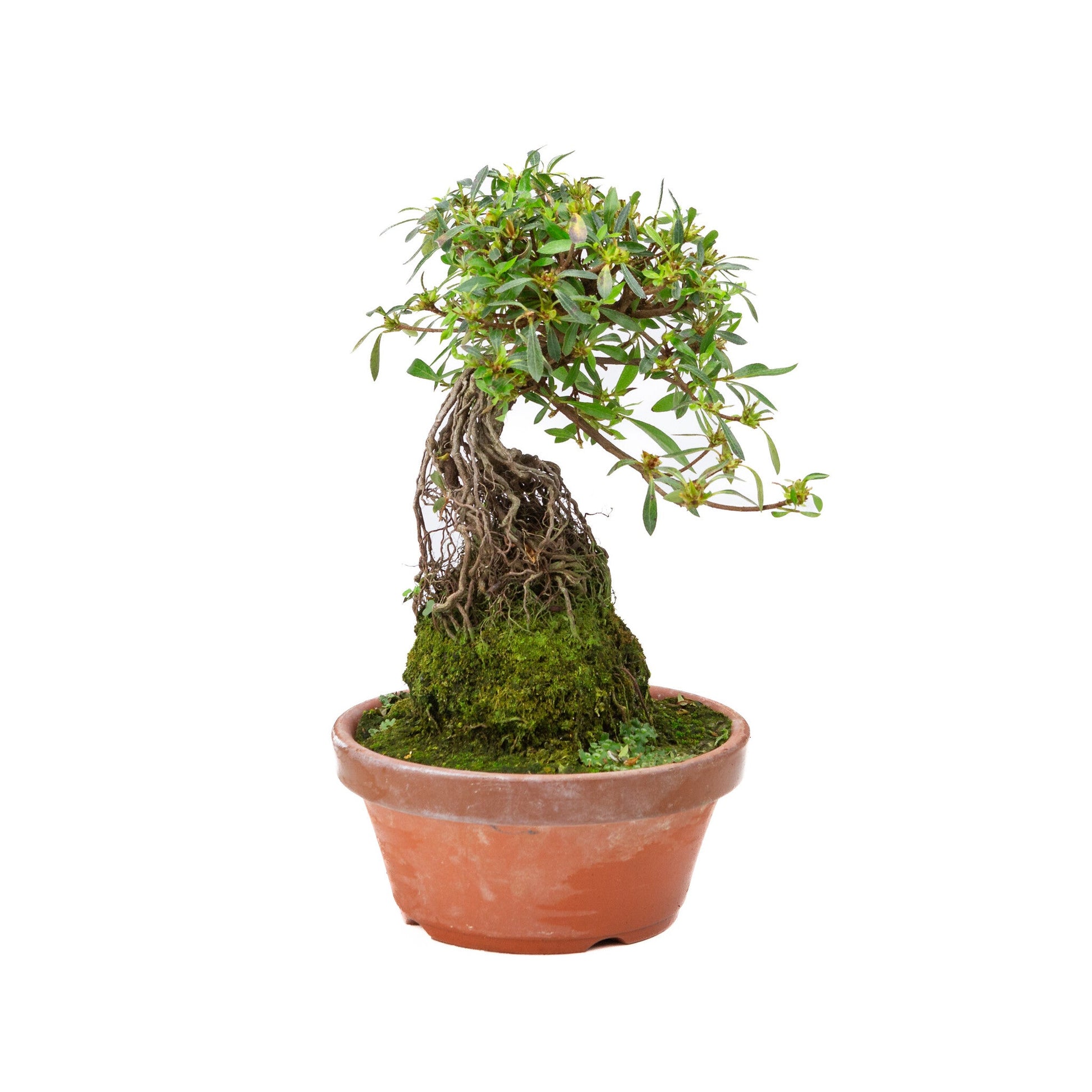 Buiten Bonsai Rhododendron indicum ''Shorin' terracotta pot 19cm, hoogte ~35cm
