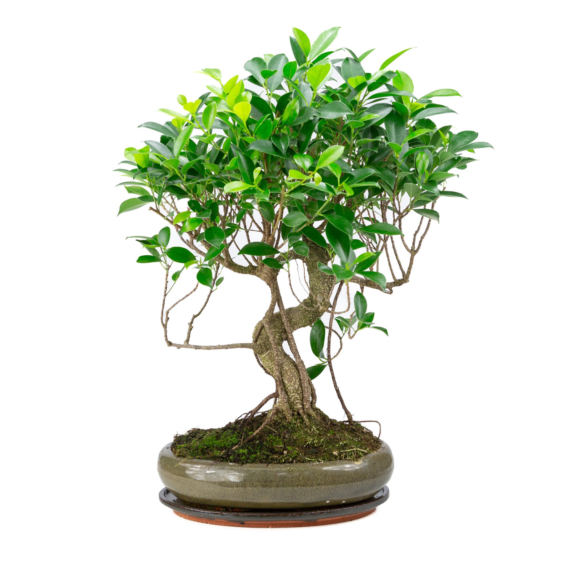 Binnen Bonsai Ficus retusa shape groene ovale pot 29cm, hoogte ~ 47cm