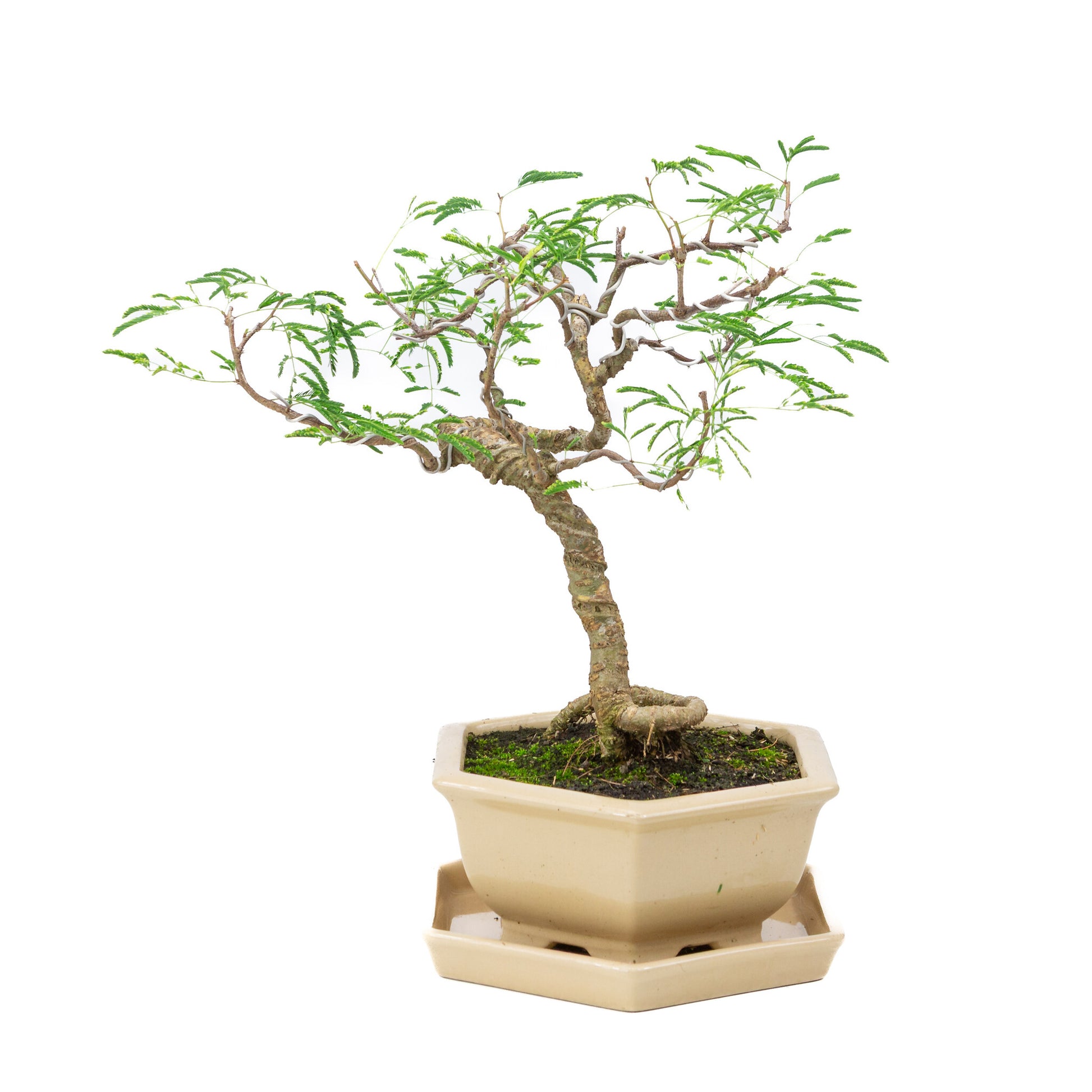 Binnen Bonsai Vachellia creme zeshoekige pot 19cm, hoogte ~23cm