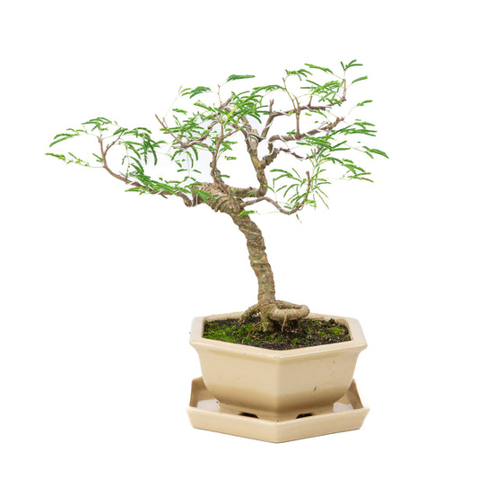 Binnen Bonsai Vachellia creme zeshoekige pot 19cm, hoogte ~23cm
