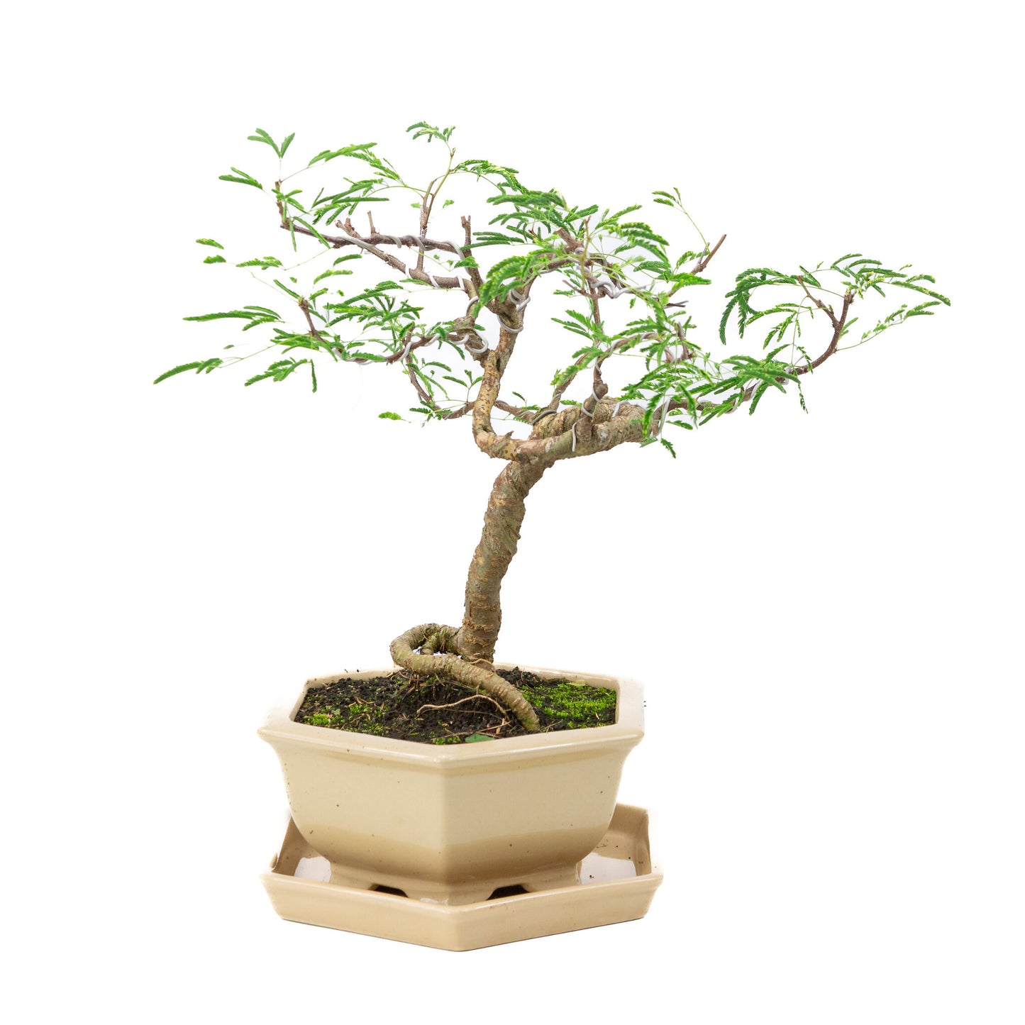 Binnen Bonsai Vachellia creme zeshoekige pot 19cm, hoogte ~23cm