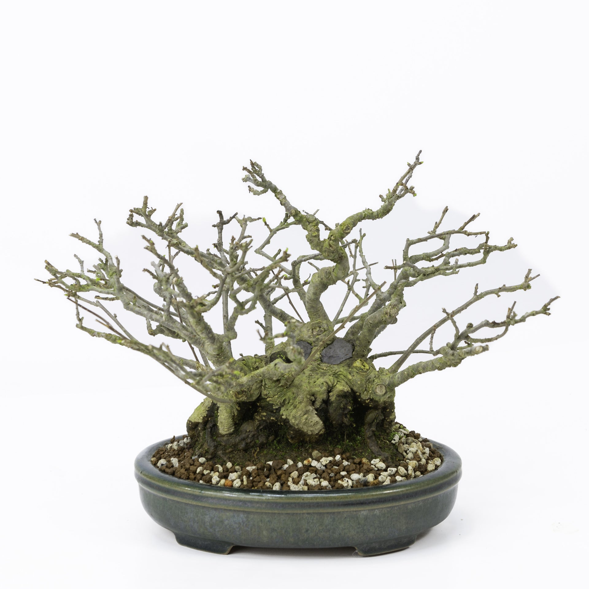 Buiten Shohin Bonsai Ilex serrata ' Umemodoki' groene ovale pot 18cm –  Bonsai Shop