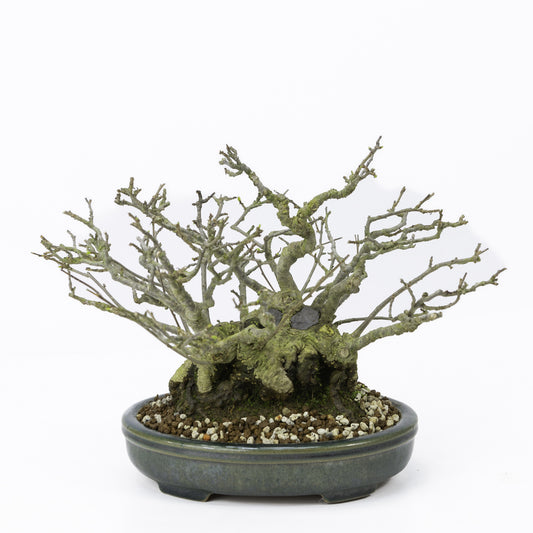 Buiten Shohin Bonsai Ilex serrata ' Umemodoki' groene ovale pot 18cm, hoogte ~21cm