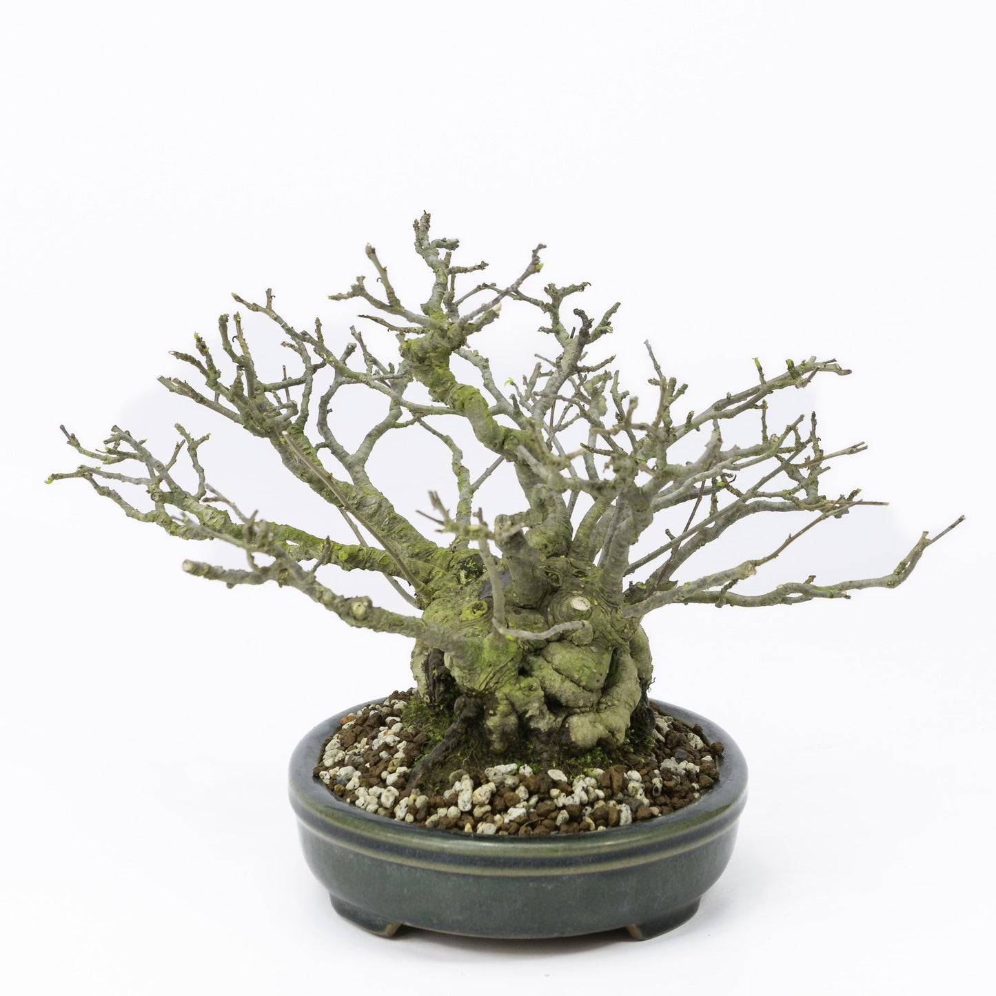 Buiten Shohin Bonsai Ilex serrata ' Umemodoki' groene ovale pot 18cm –  Bonsai Shop
