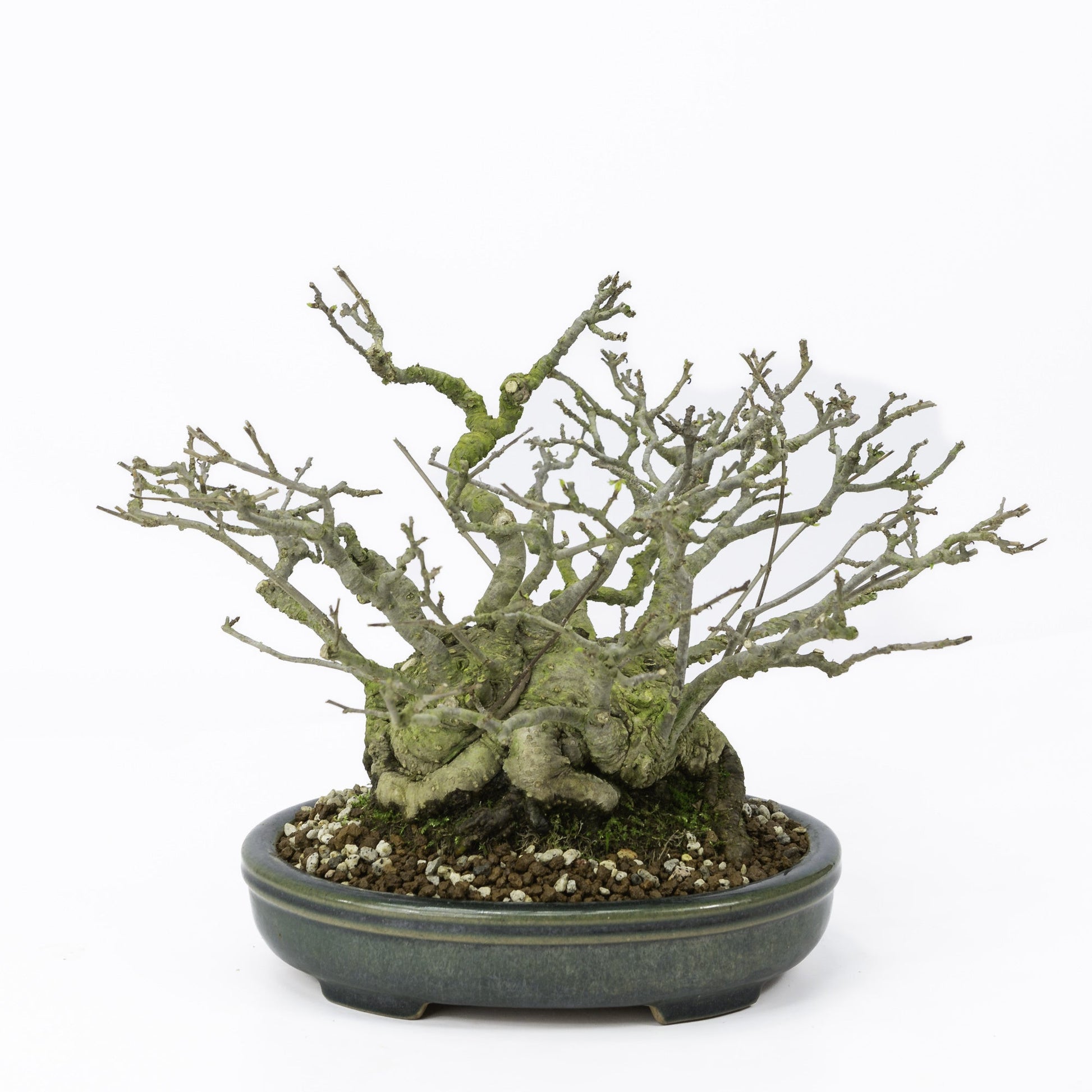 Buiten Shohin Bonsai Ilex serrata ' Umemodoki' groene ovale pot 18cm, hoogte ~21cm