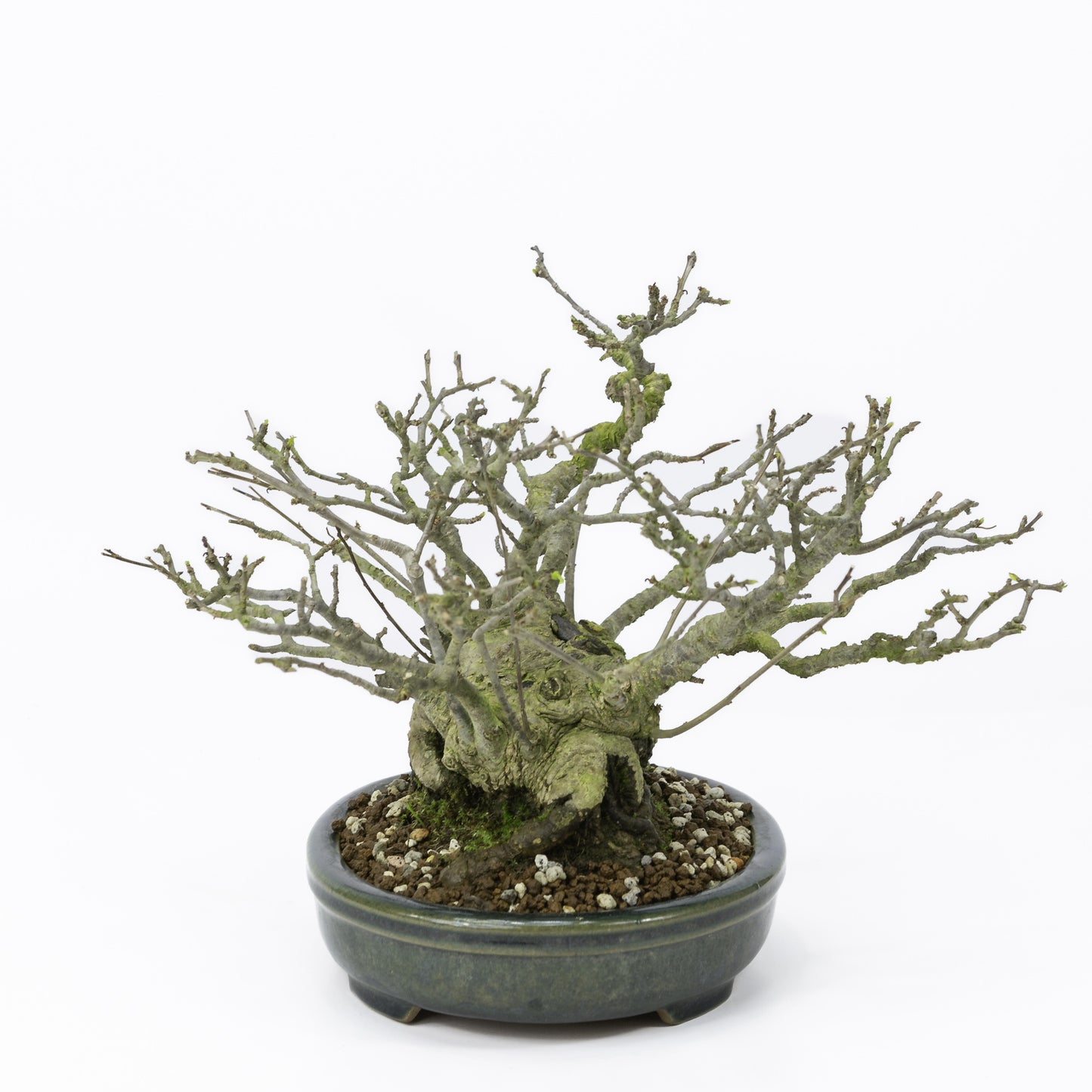 Buiten Shohin Bonsai Ilex serrata ' Umemodoki' groene ovale pot 18cm, hoogte ~21cm