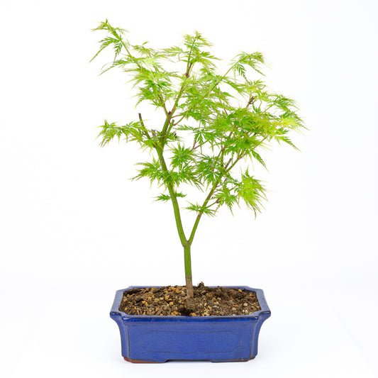 Buiten Bonsai Acer palmatum Seiryu blauwe mokko 23cm, hoogte ~40cm
