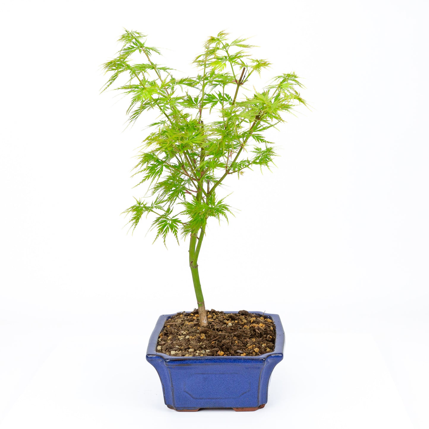 Buiten Bonsai Acer palmatum Seiryu blauwe mokko 23cm, hoogte ~40cm