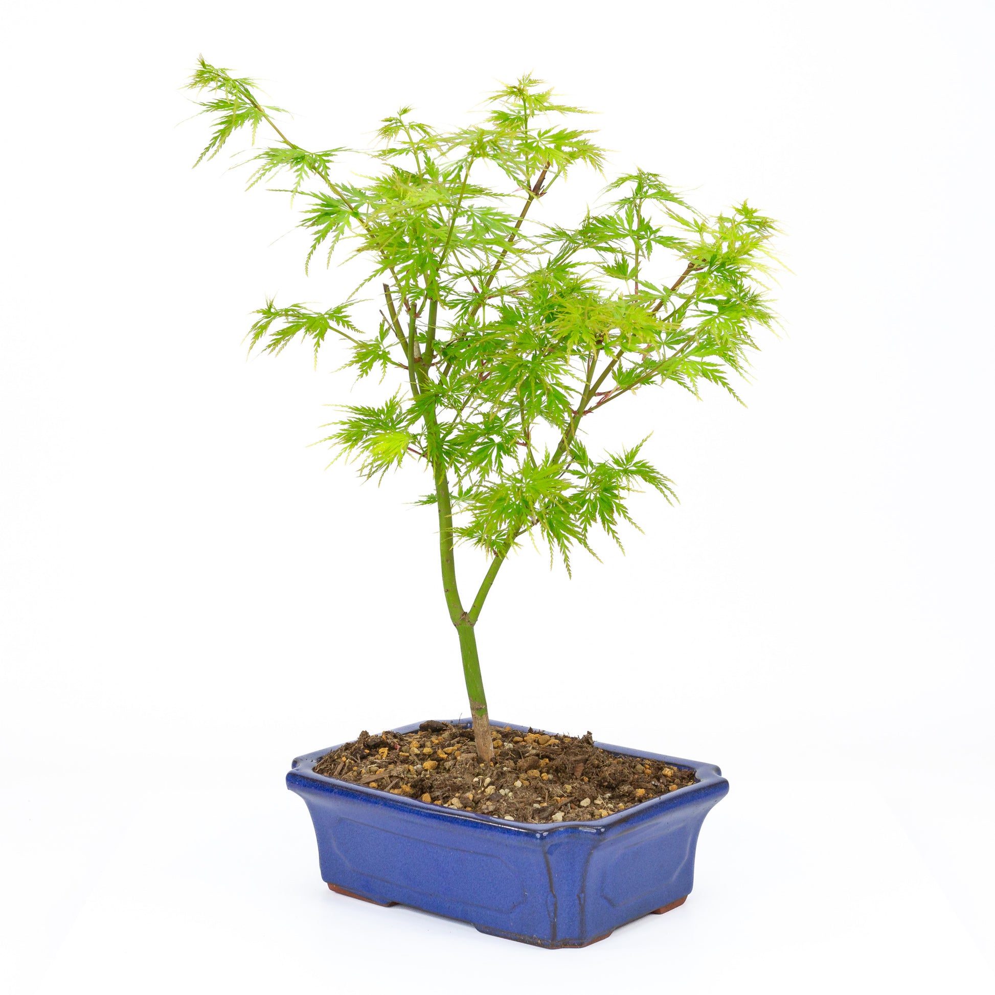 Buiten Bonsai Acer palmatum Seiryu blauwe mokko 23cm, hoogte ~40cm