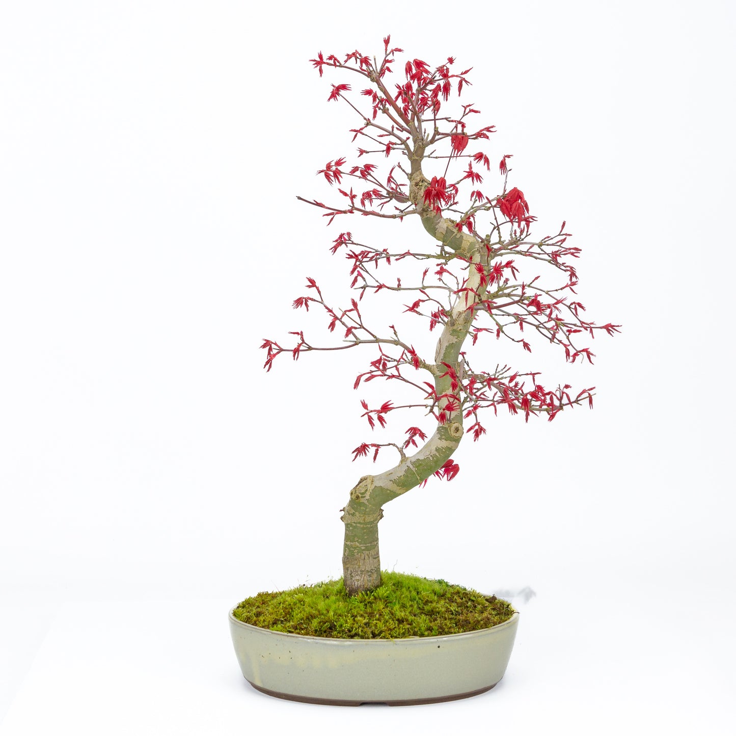 Buiten Bonsai Acer palmatum Deshojo beige ovale pot 21cm, hoogte ~45cm 