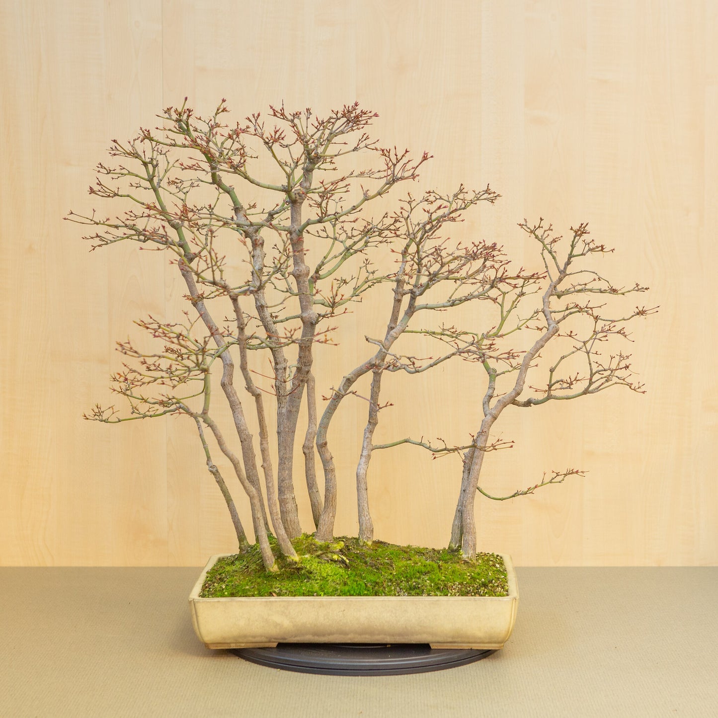 Buiten Bonsai Acer palmatum groep beige gele rechthoekige pot 46 cm, hoogte ~80 cm 