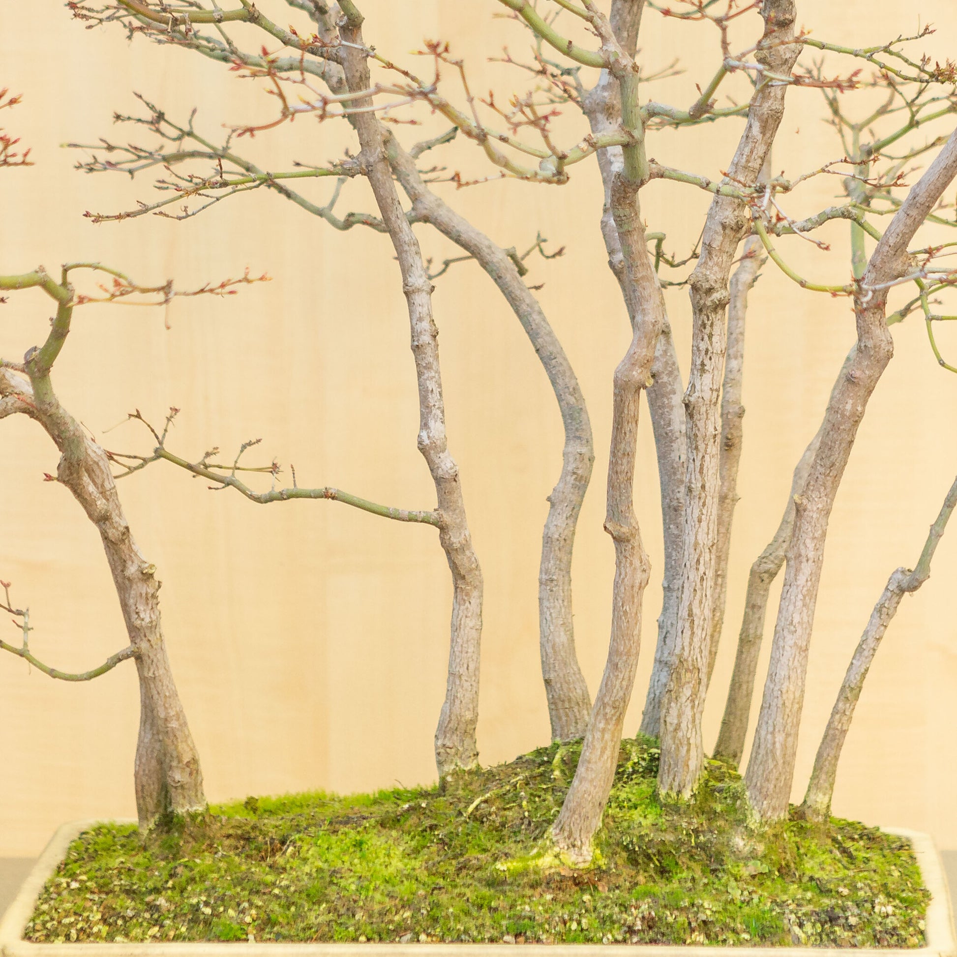 Buiten Bonsai Acer palmatum groep beige gele rechthoekige pot 46 cm, hoogte ~80 cm 