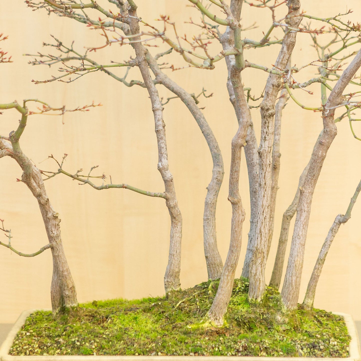 Buiten Bonsai Acer palmatum groep beige gele rechthoekige pot 46 cm, hoogte ~80 cm