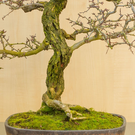 Buiten Bonsai Crataegus cuneata ongeglazuurde met bruin glazuur rechthoekige pot 38.5 cm, hoogte ~95 cm