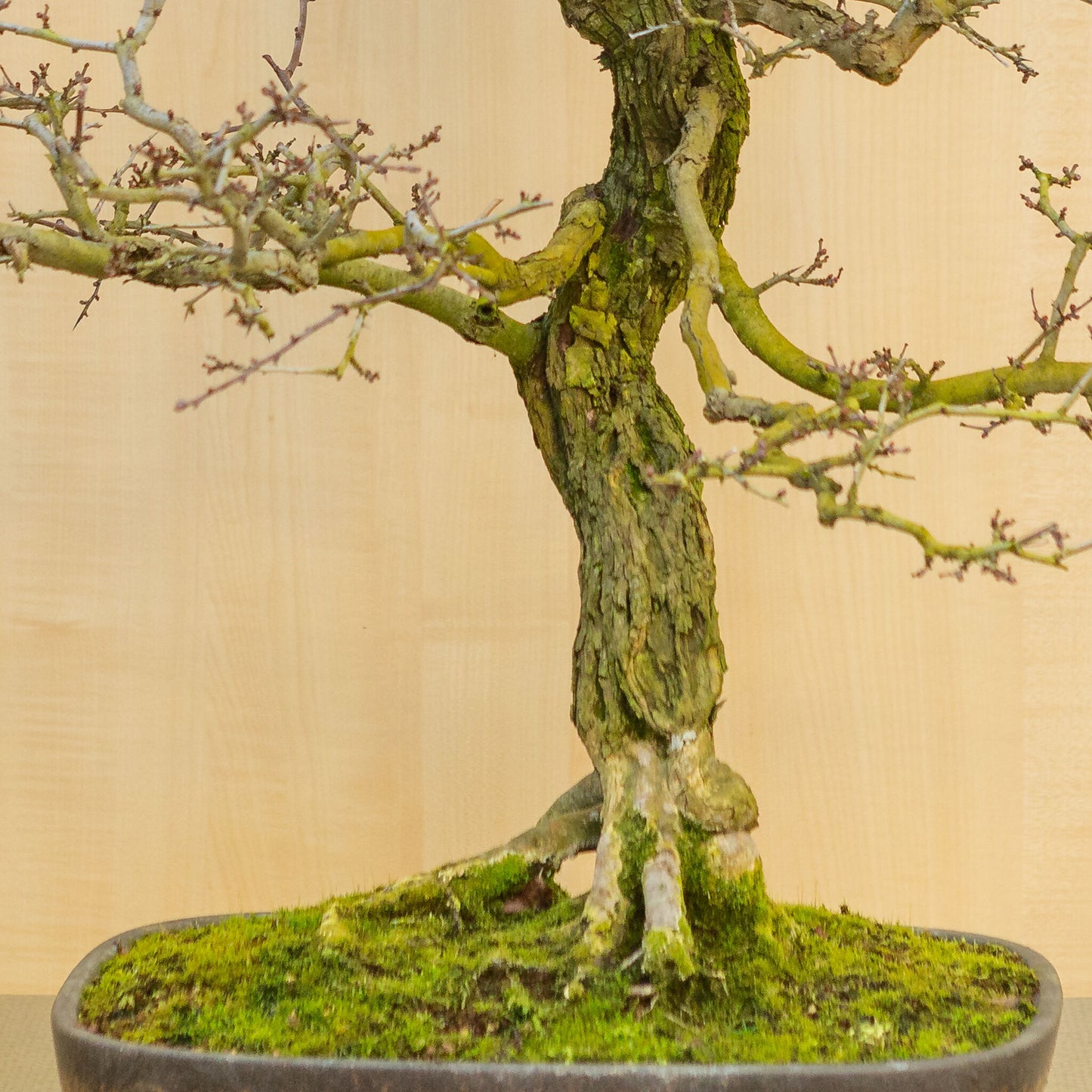 Buiten Bonsai Crataegus cuneata ongeglazuurde met bruin glazuur rechthoekige pot 38.5 cm, hoogte ~95 cm