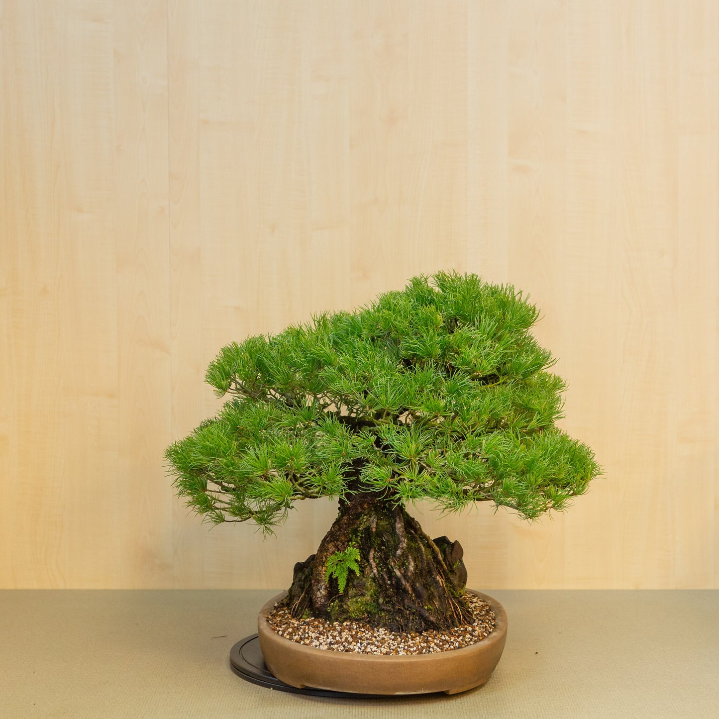 Pinus thunbergii met steen ongeglazuurde ovale pot 50 cm, hoogte ~58cm