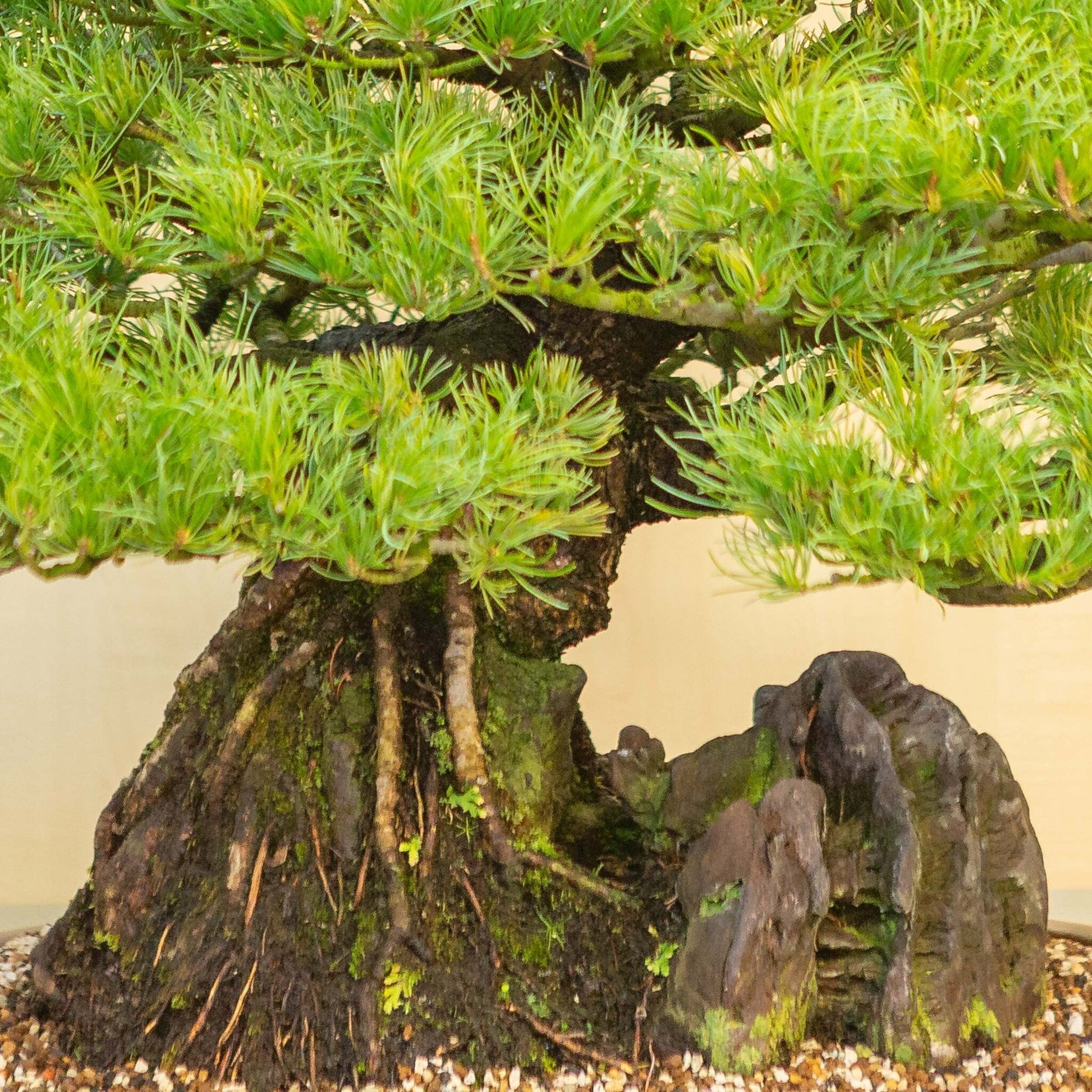 Pinus thunbergii met steen ongeglazuurde ovale pot 50 cm, hoogte ~58cm