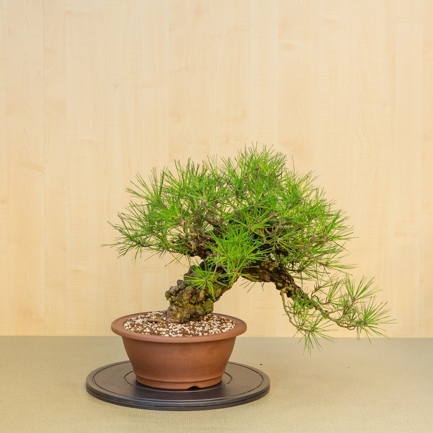 Buiten Bonsai Pinus thunbergii corticosa ongeglazuurde ronde pot 29 cm, hoogte ~50cm 