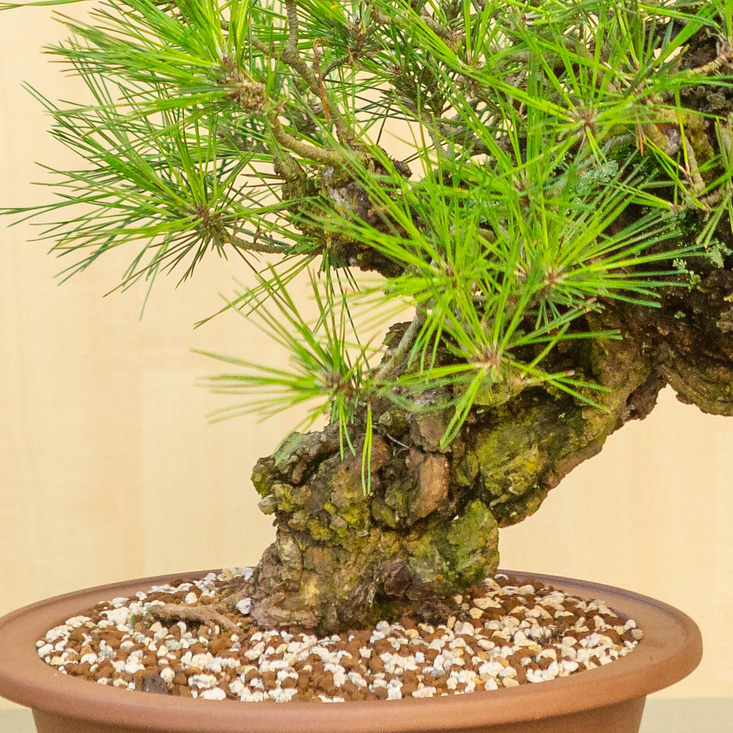 Buiten Bonsai Pinus thunbergii corticosa ongeglazuurde ronde pot 29 cm, hoogte ~50cm 