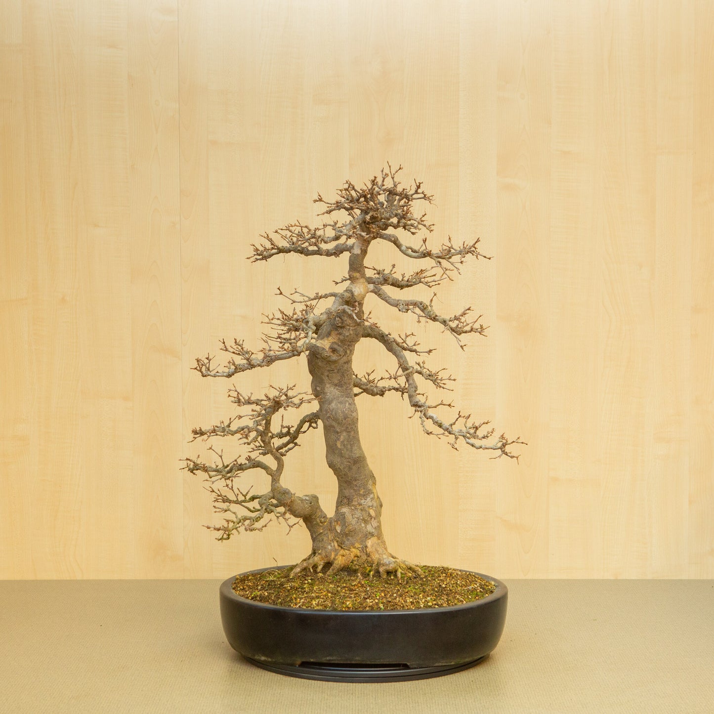 Buiten Bonsai Acer buergerianum blauwe ovale pot 48 cm, hoogte ~77 cm