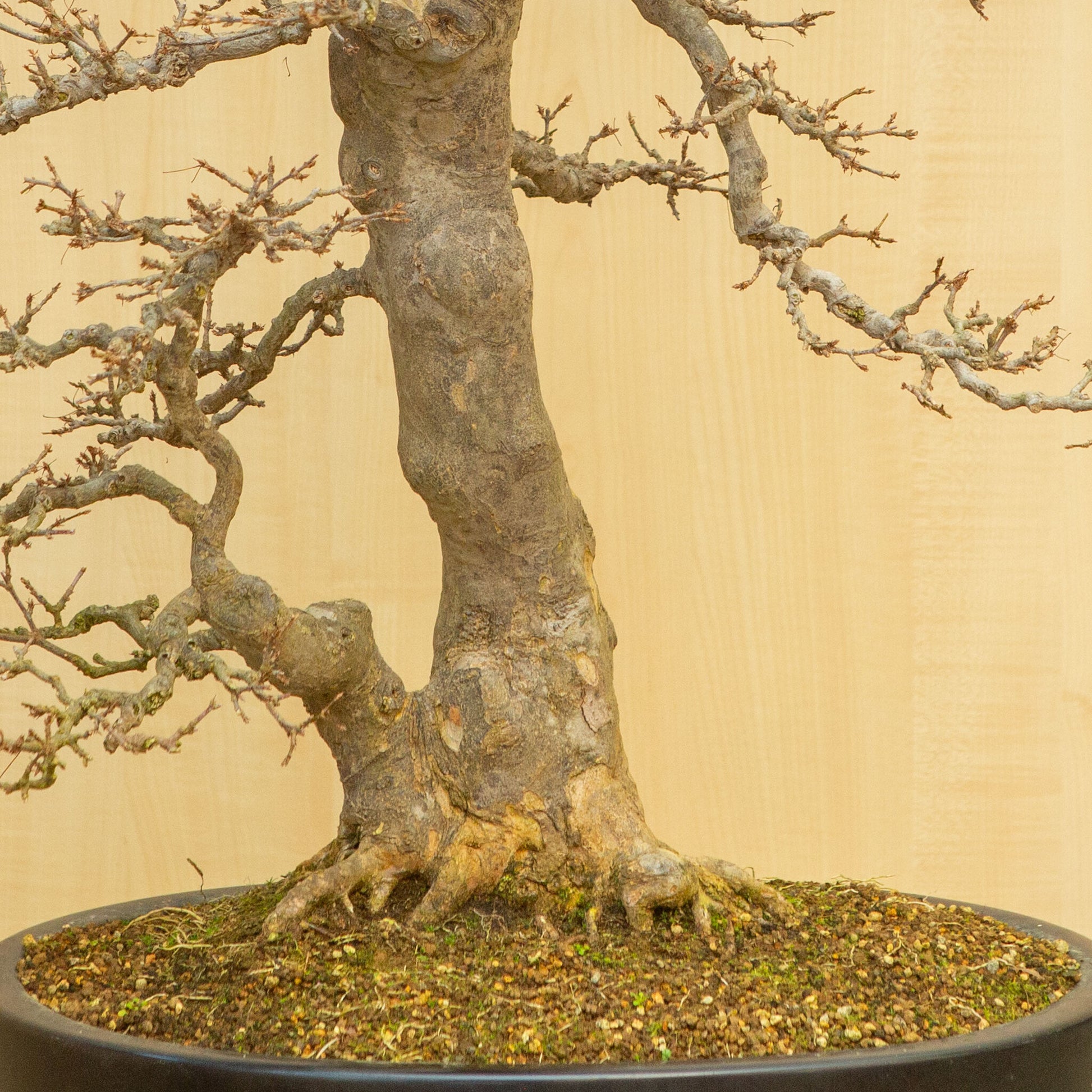 Buiten Bonsai Acer buergerianum blauwe ovale pot 48 cm, hoogte ~77 cm