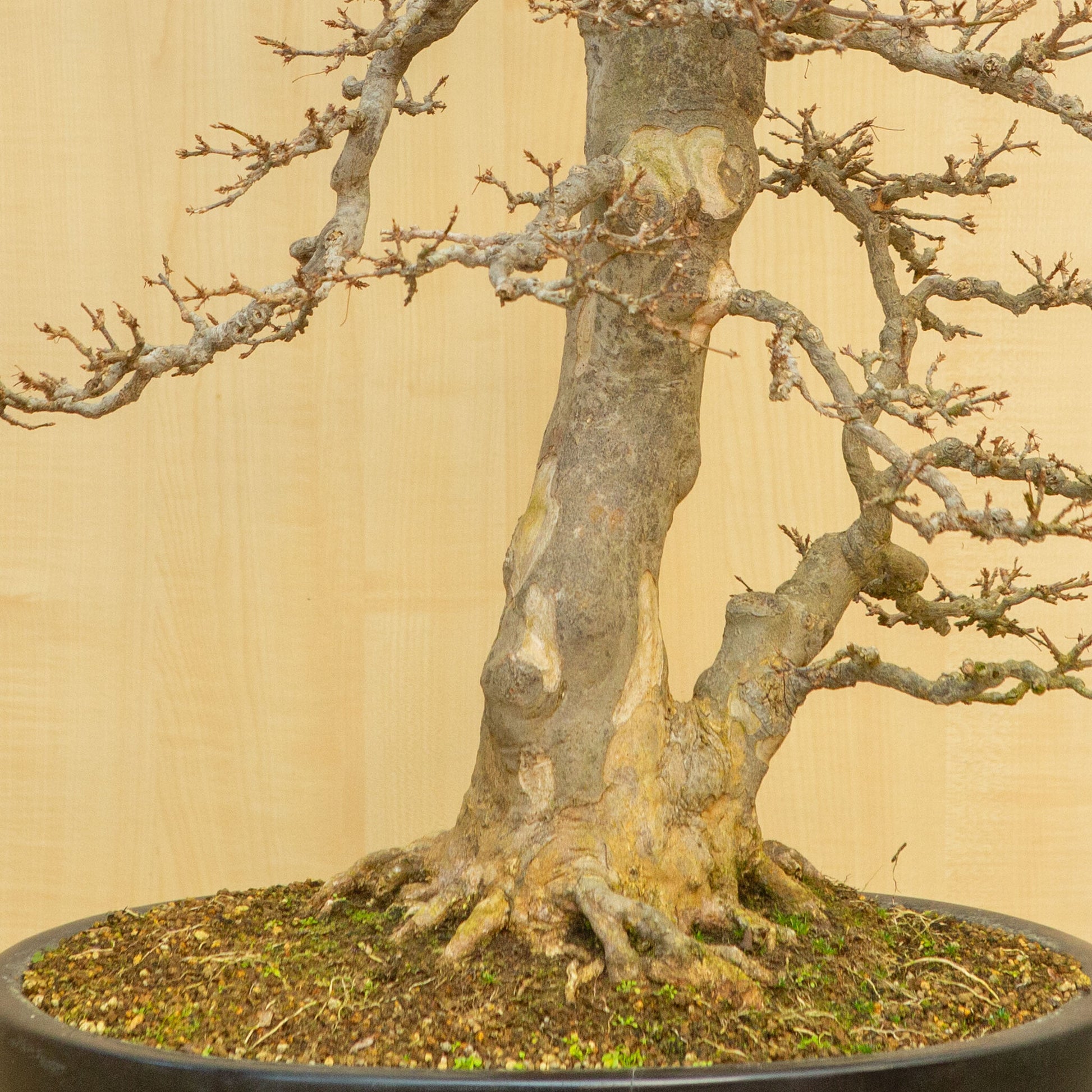 Buiten Bonsai Acer buergerianum blauwe ovale pot 48 cm, hoogte ~77 cm
