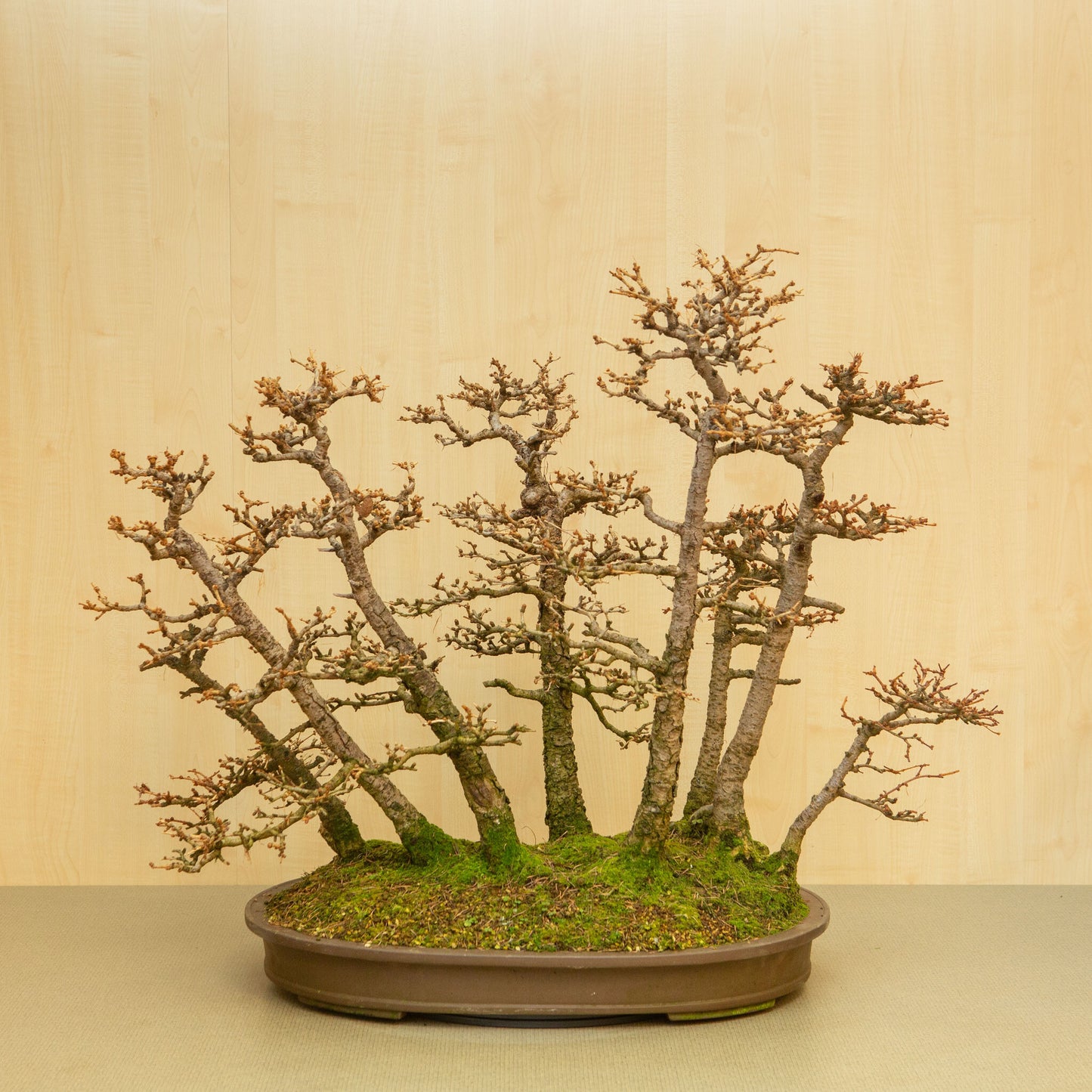 Buiten Bonsai Larix kaempferi ongeglazuurde ovale pot 62 cm, hoogte ~73 cm