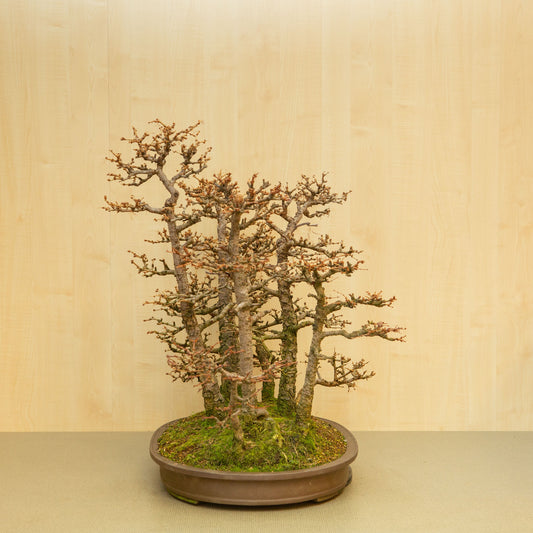 Buiten Bonsai Larix kaempferi ongeglazuurde ovale pot 62 cm, hoogte ~73 cm