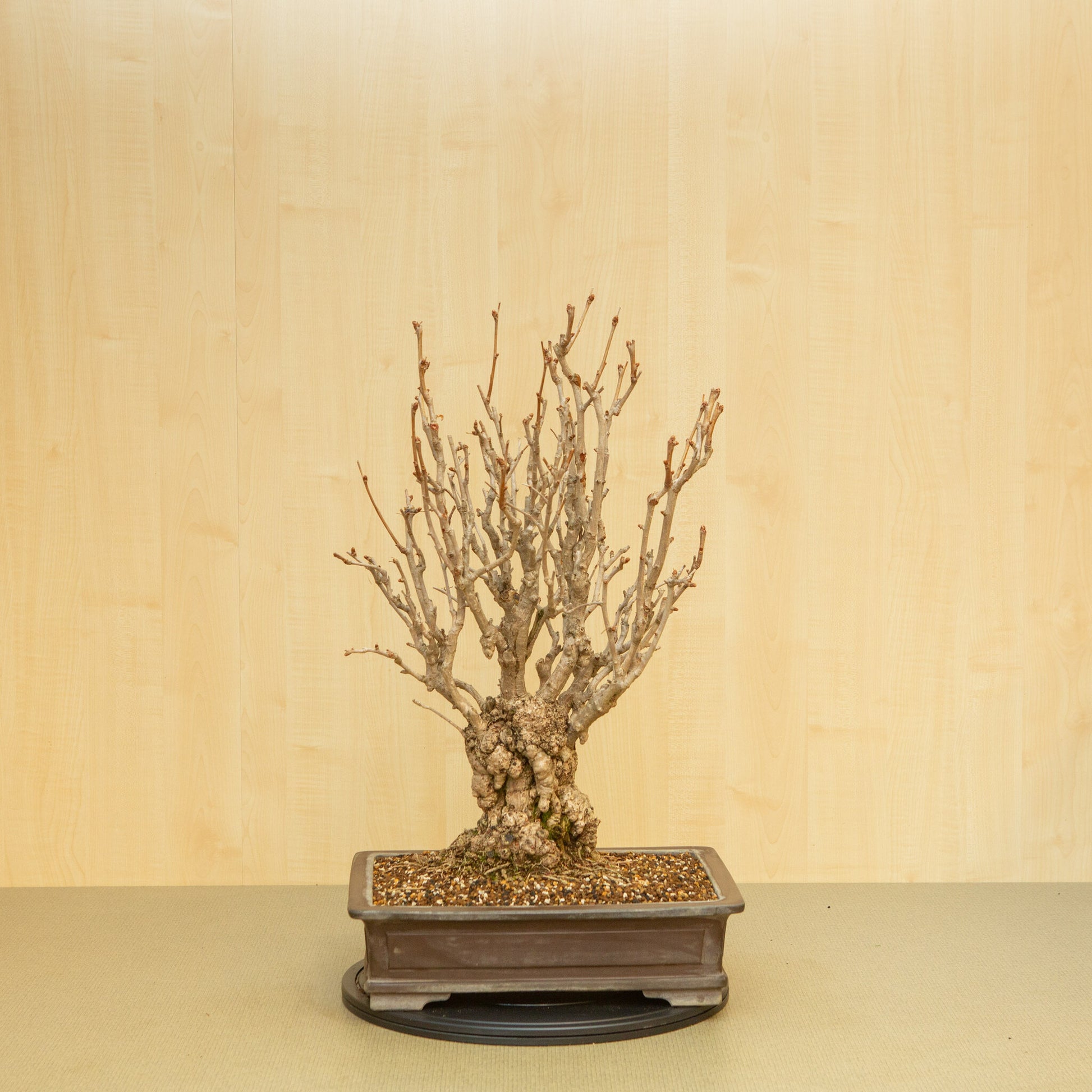 Buiten Bonsai Ginkgo biloba ongeglazuurde rechthoekige pot 39 cm, hoogte ~72 cm
