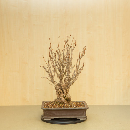 Buiten Bonsai Ginkgo biloba ongeglazuurde rechthoekige pot 39 cm, hoogte ~72 cm