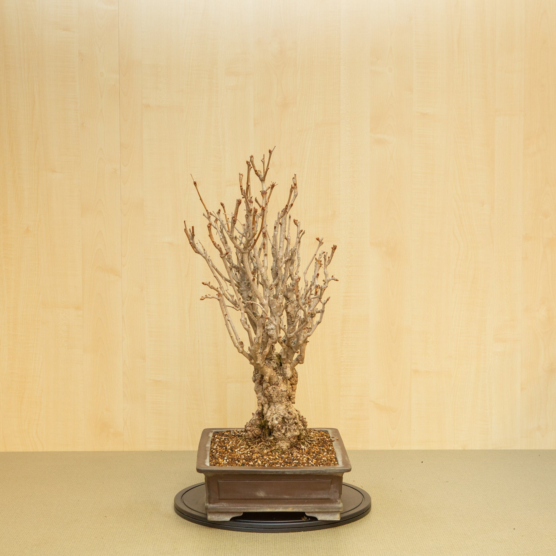 Buiten Bonsai Ginkgo biloba ongeglazuurde rechthoekige pot 39 cm, hoogte ~72 cm