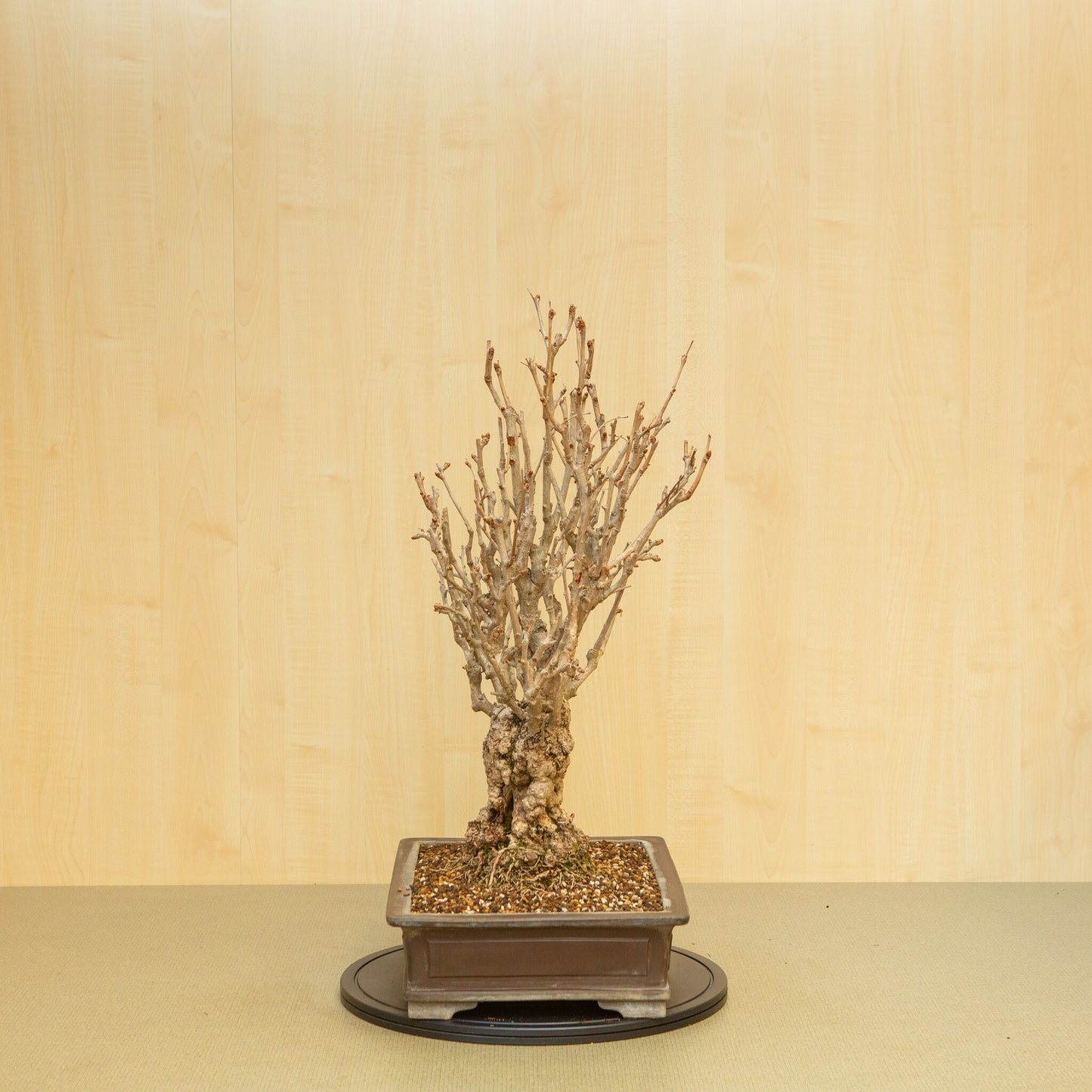 Buiten Bonsai Ginkgo biloba ongeglazuurde rechthoekige pot 39 cm, hoogte ~72 cm