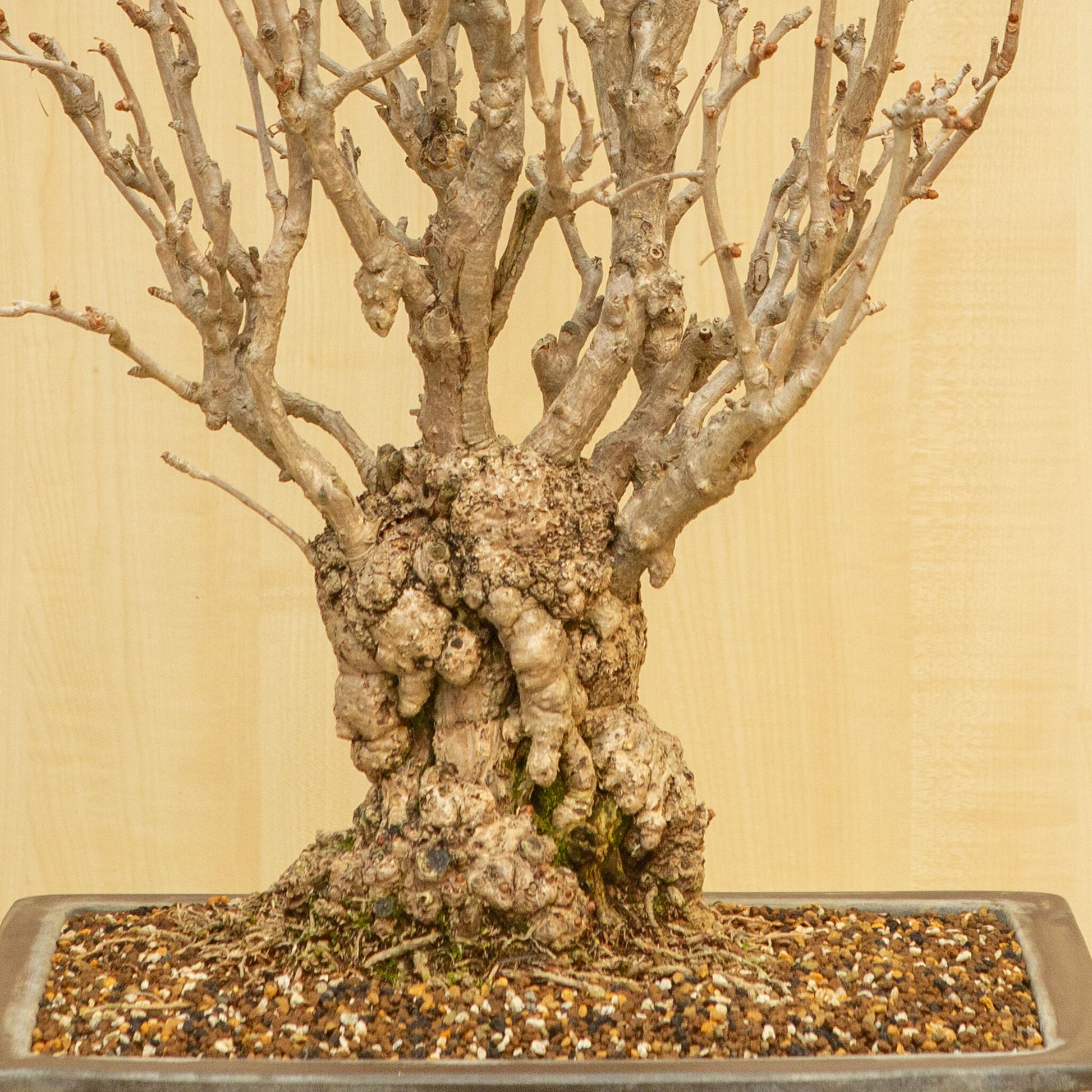 Buiten Bonsai Ginkgo biloba ongeglazuurde rechthoekige pot 39 cm, hoogte ~72 cm