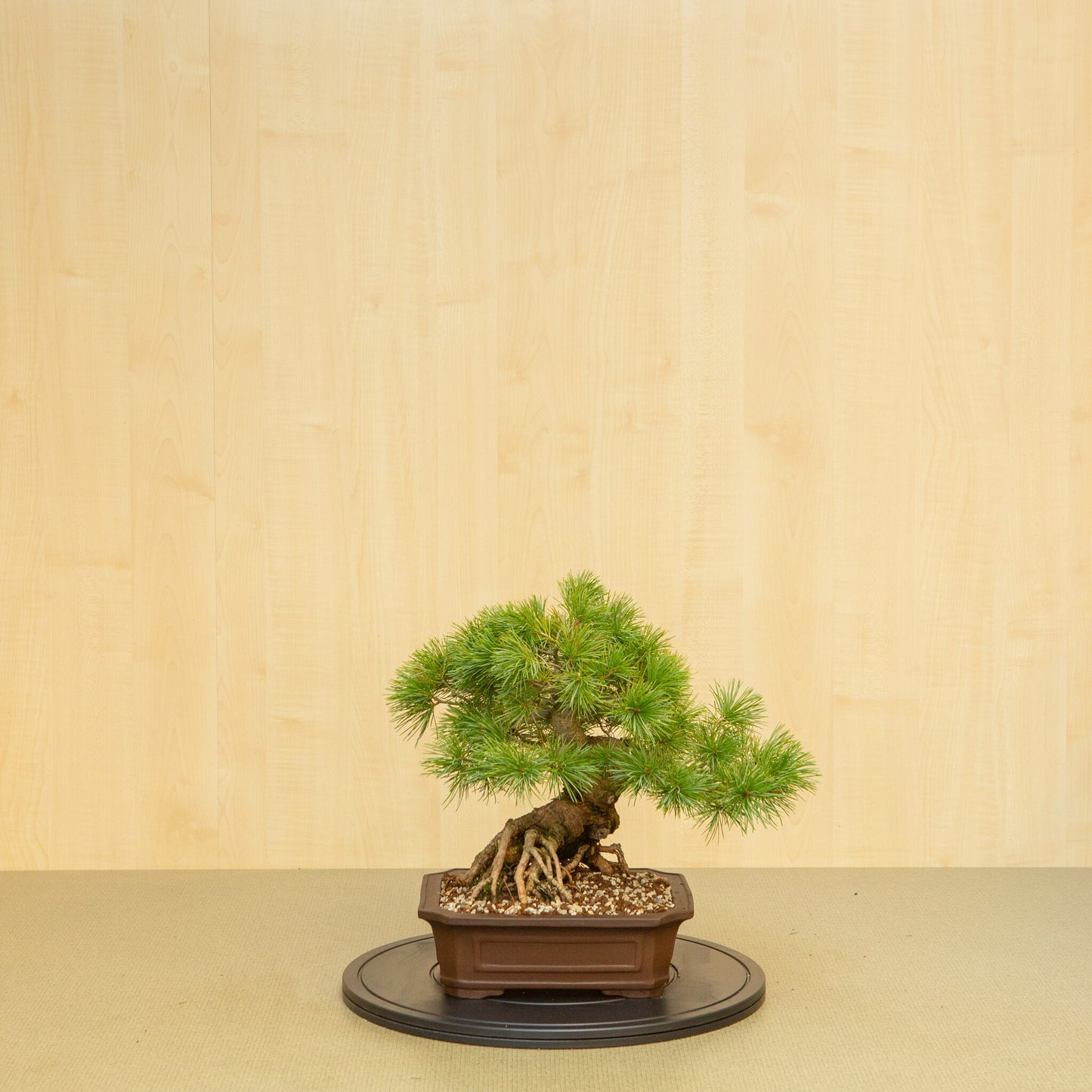 Buiten Bonsai Pinus parviflora ongeglazuurde Mokko pot 26 cm, hoogte ~37 cm