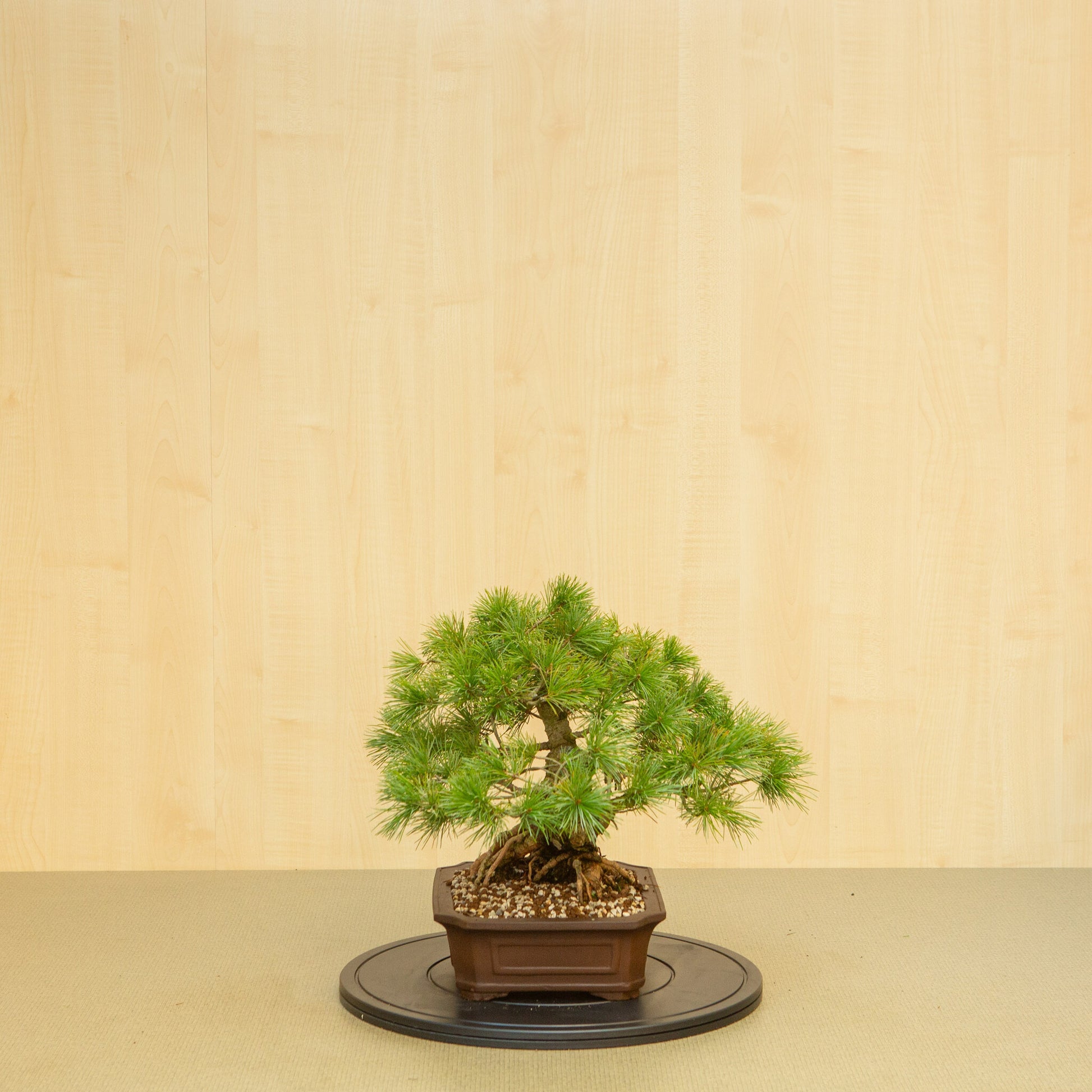 Buiten Bonsai Pinus parviflora ongeglazuurde Mokko pot 26 cm, hoogte ~37 cm